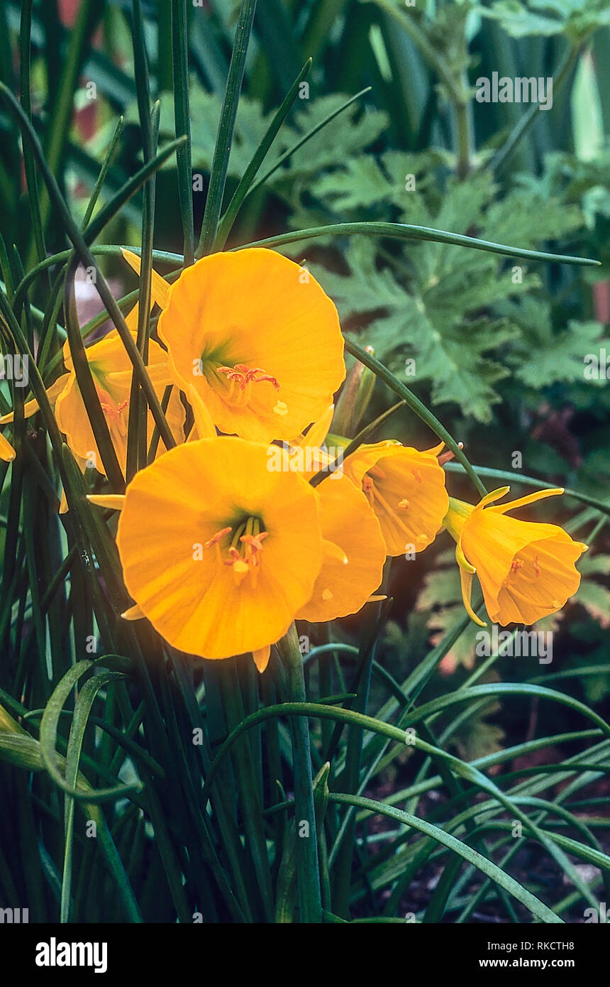 Narcissus bulbocodium o Hoop-petticoat daffodil con un sacco di profonda fiori giallo autunno alla primavera fioritura preferisce acido al suolo neutrale completamente hardy Foto Stock