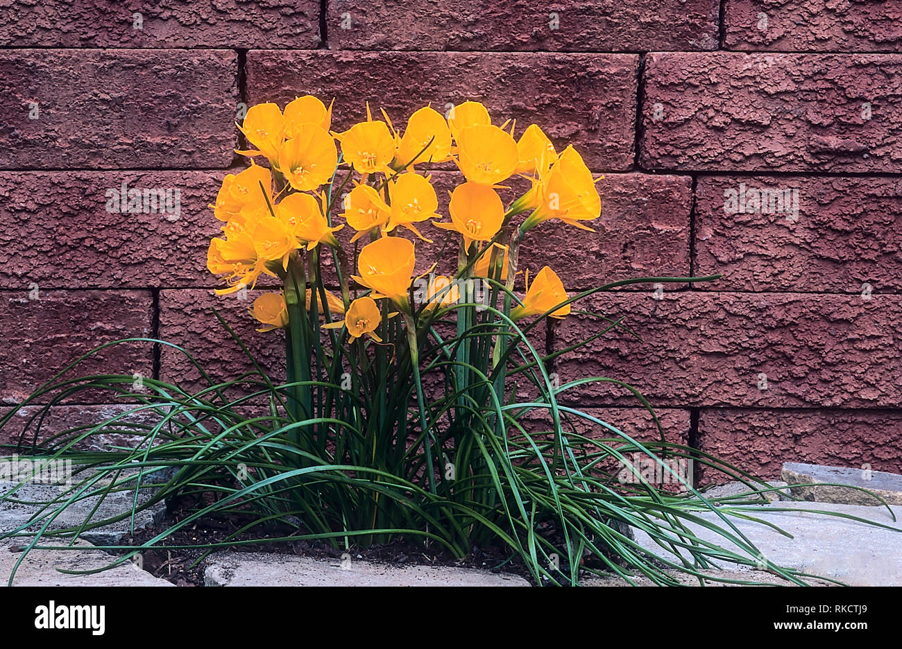 Narcissus bulbocodium o Hoop-petticoat daffodil con un sacco di profonda fiori giallo autunno alla primavera fioritura preferisce acido al suolo neutrale completamente hardy Foto Stock