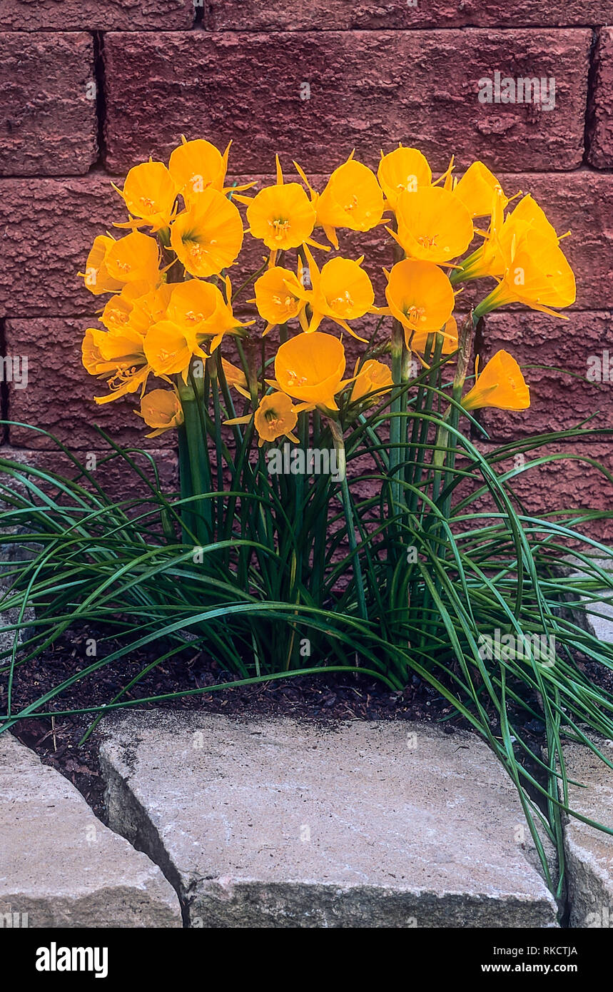 Narcissus bulbocodium o Hoop-petticoat daffodil con un sacco di profonda fiori giallo autunno alla primavera fioritura preferisce acido al suolo neutrale completamente hardy Foto Stock