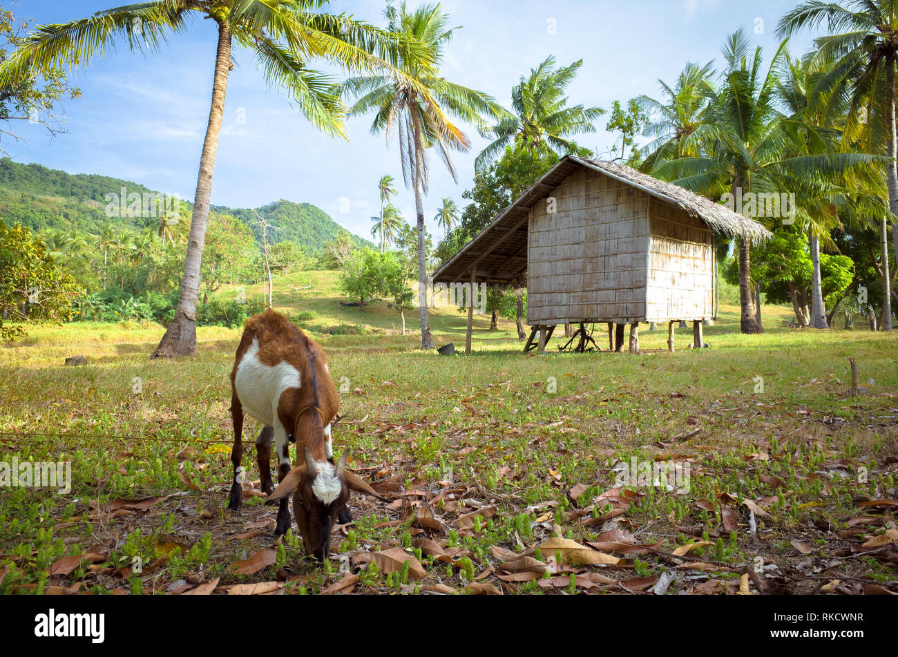 Alimentazione di capra da una rustica capanna su una farm di riso in Camiguin, Filippine Foto Stock