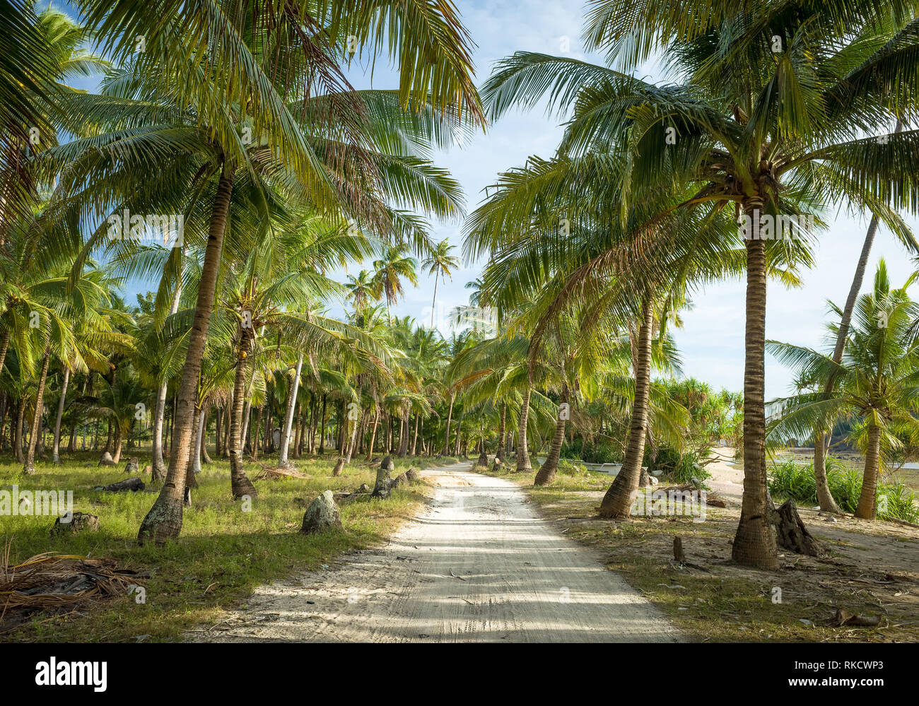 Strada sterrata che conduce attraverso il boschetto di palme da cocco da Camiguin beach - Filippine Foto Stock