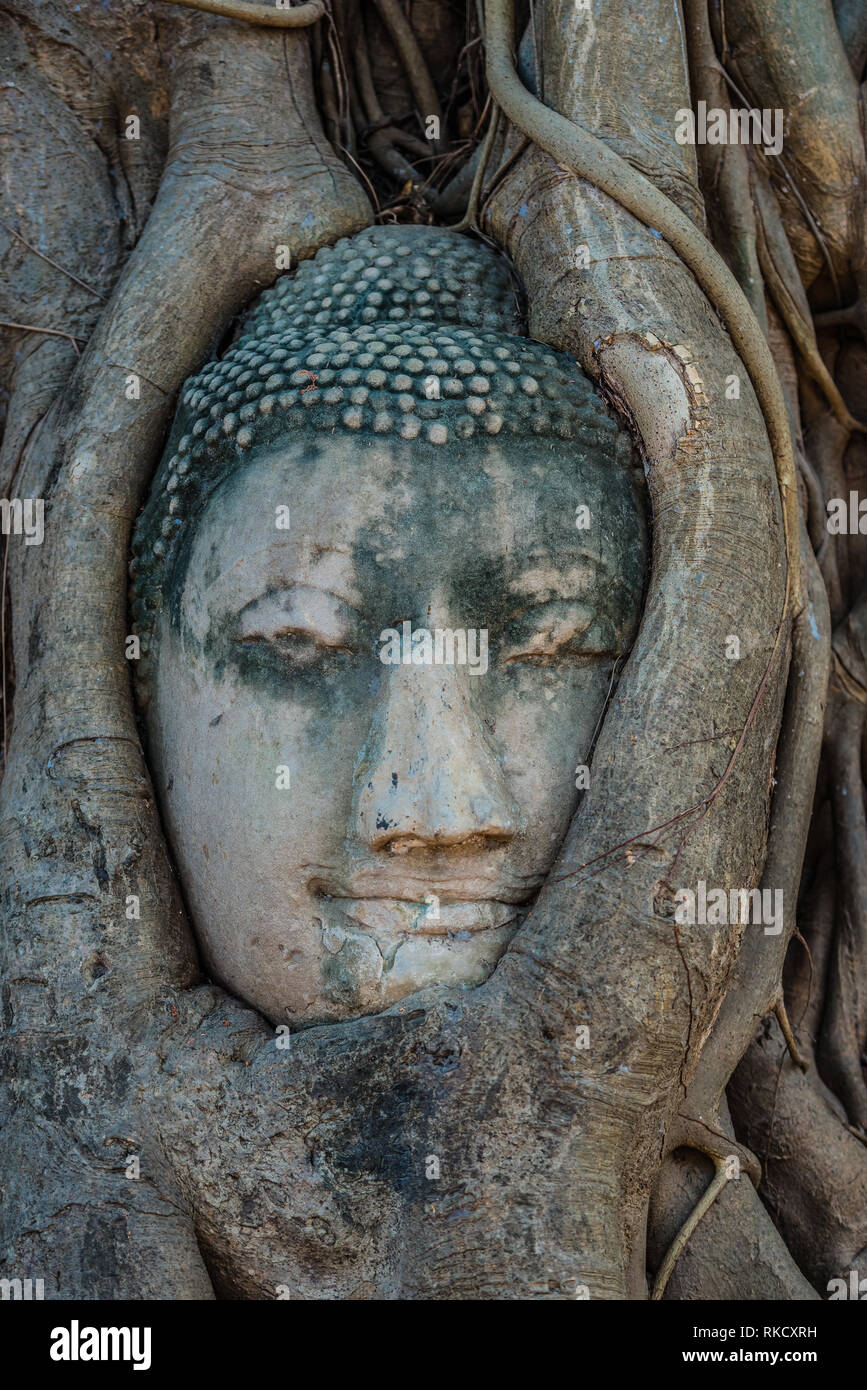 Testa di Buddha in banyan tree radici Wat Mahatha Ayutthaya Bangkok in Thailandia Foto Stock