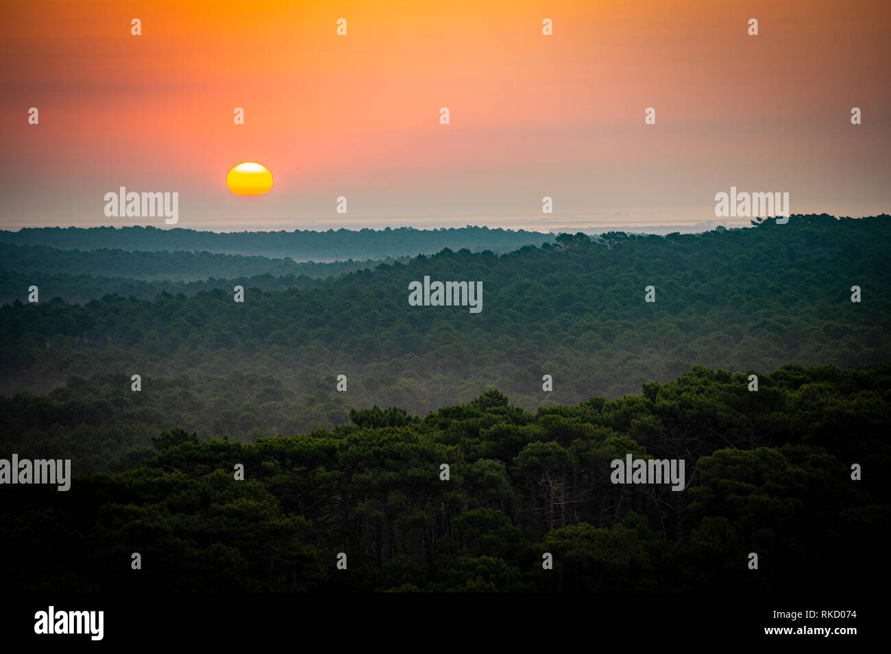 Tramonto, foresta da Dune du Pilat, la più grande duna di sabbia in Europa, Francia, Bacino di Arcachon, Aquitaine Foto Stock