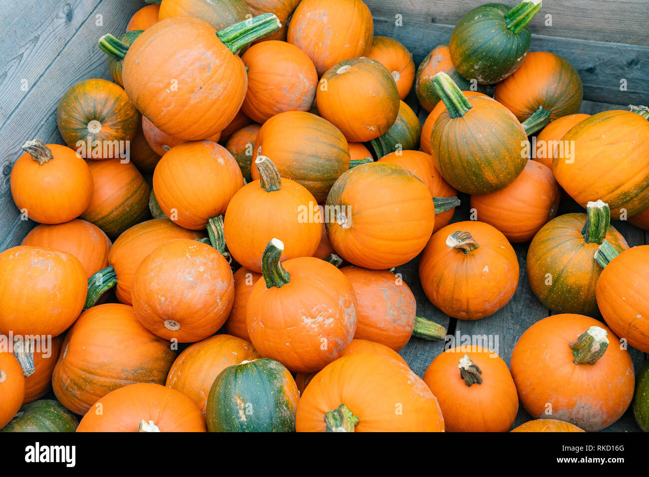 Immagine ravvicinata di tante piccole zucche di Quebec, Canada Foto Stock