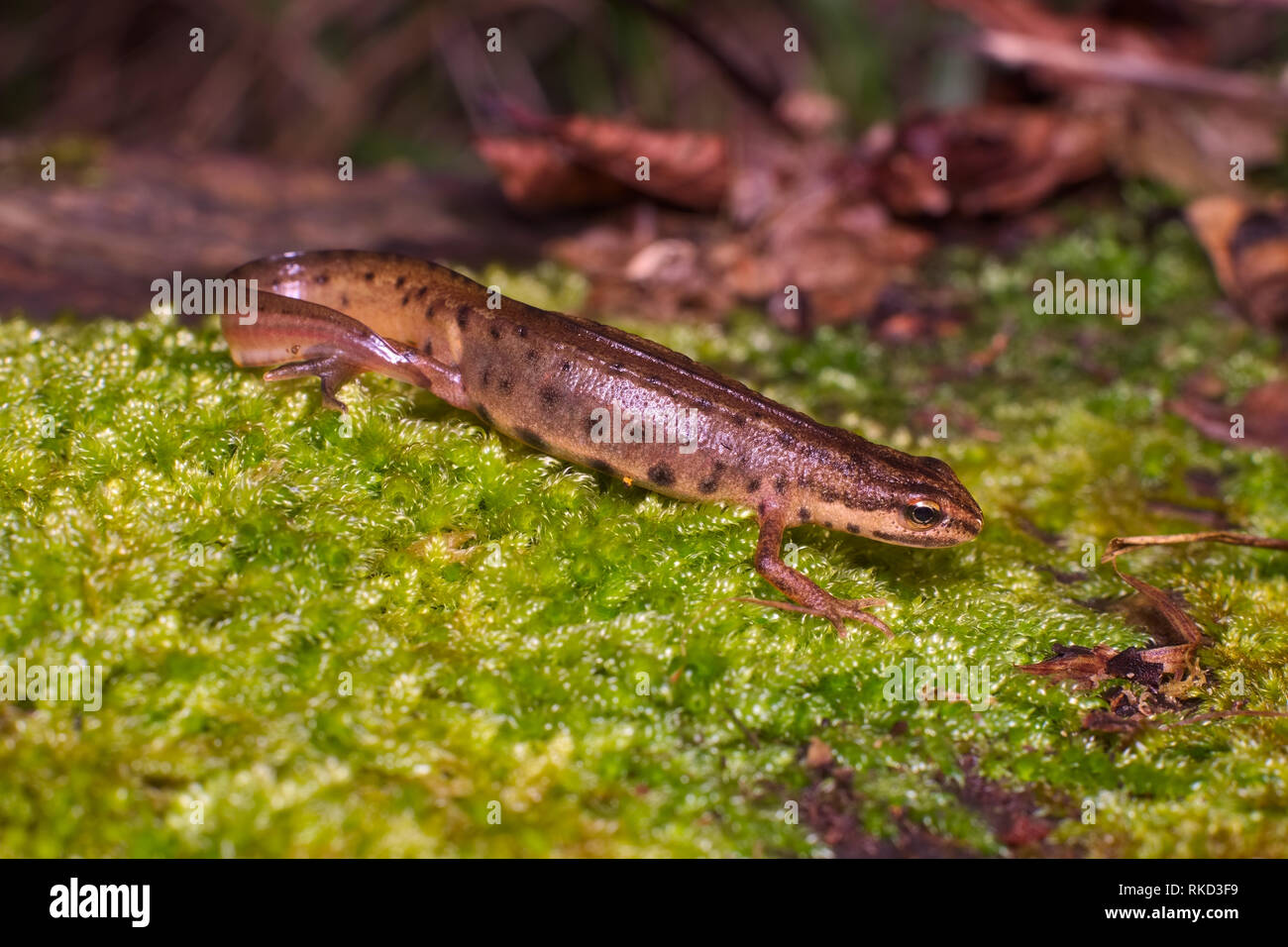 Campione di adulti di comune o liscia newt (Lissotriton vulgaris; precedentemente Triturus vulgaris) camminando su un tappeto verde di muschio in una palude italiana Foto Stock