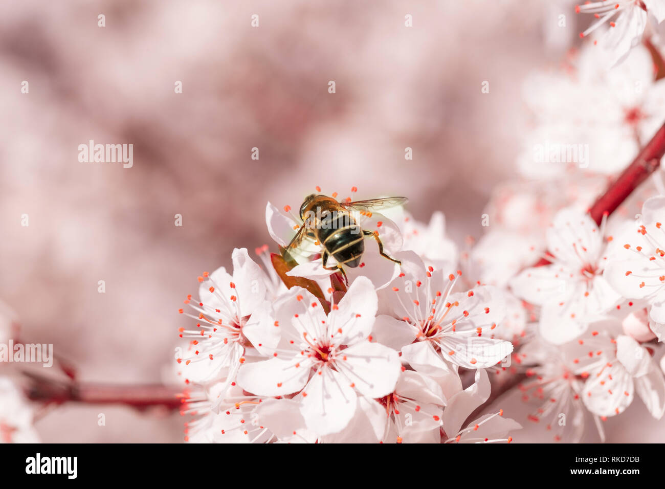 Rosa sakura fiore fiorisce in primavera. Vintage dolce fiore di ciliegio soft texture tono di sfondo. Foto Stock