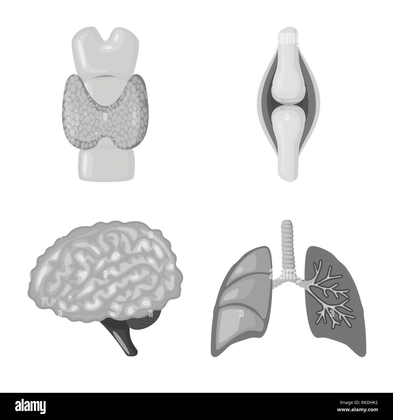 Pinna dorsale,osso,cervello,polmoni,,spinale tendine,mente,trachea,corpo,congiunto,pericranium,massaggi,la cartilagine,gyrus,malattia,pregiudizio,wit,l'infezione,scheletrico movimento,,il brainstorming,windpipe,ossa,il legamento,l'intelligenza,polmonare muscolo,,scienza,,interno medical,,umana salute,biology,scientific,ricerca,laboratorio,anatomia,organo,impostare,vettore,icona,immagine,isolato,raccolta,design,l'elemento,graphic,segno,mono,grigio vettori vettore , Illustrazione Vettoriale