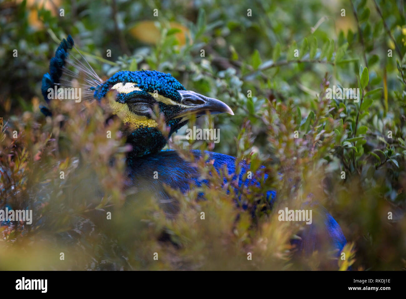 Close up di pavone in verde le boccole, wildlife bird Foto Stock