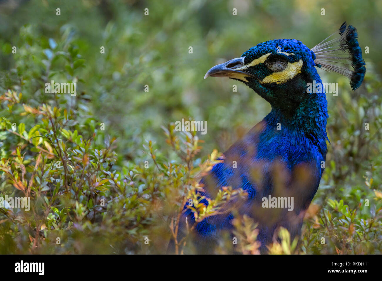 Close up di pavone in verde le boccole, wildlife bird Foto Stock