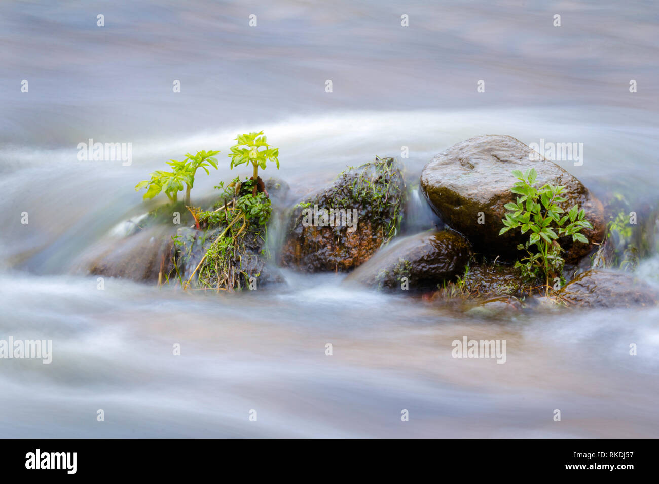 Piante verdi in acqua, fiume inondate Foto Stock