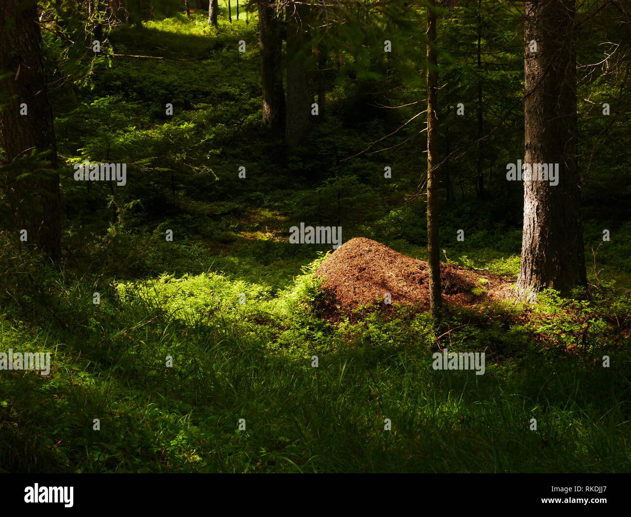 Legno soleggiato ant nido nel bosco in Tirolo, Austria Foto Stock