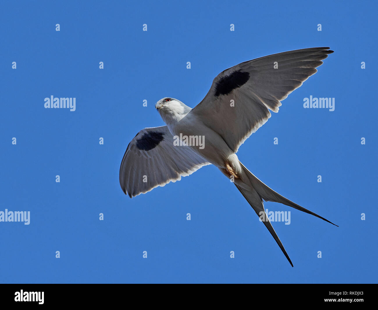 African swallow-tailed kite in volo con i cieli blu in background Foto Stock