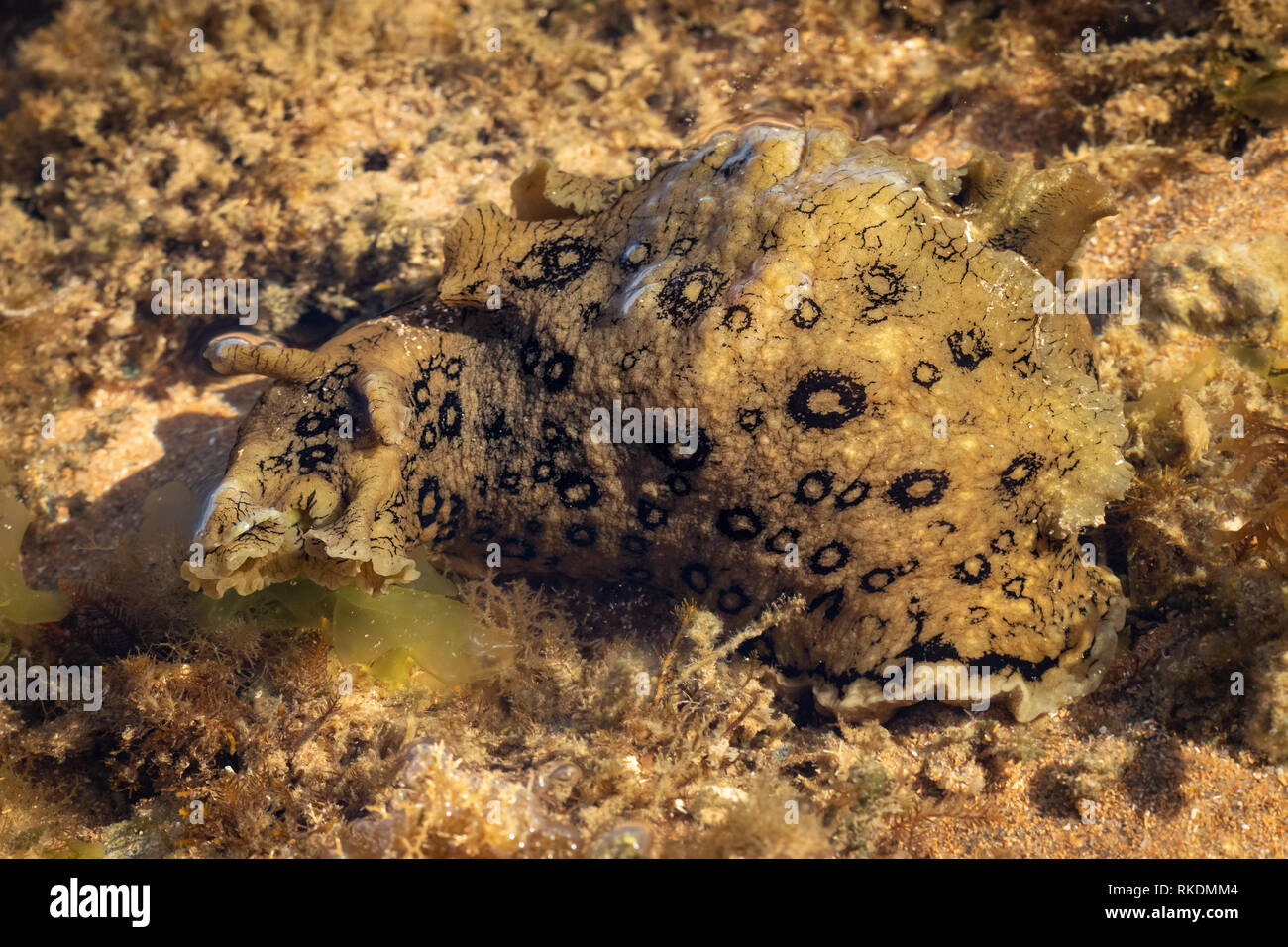 Lepre di mare Foto Stock