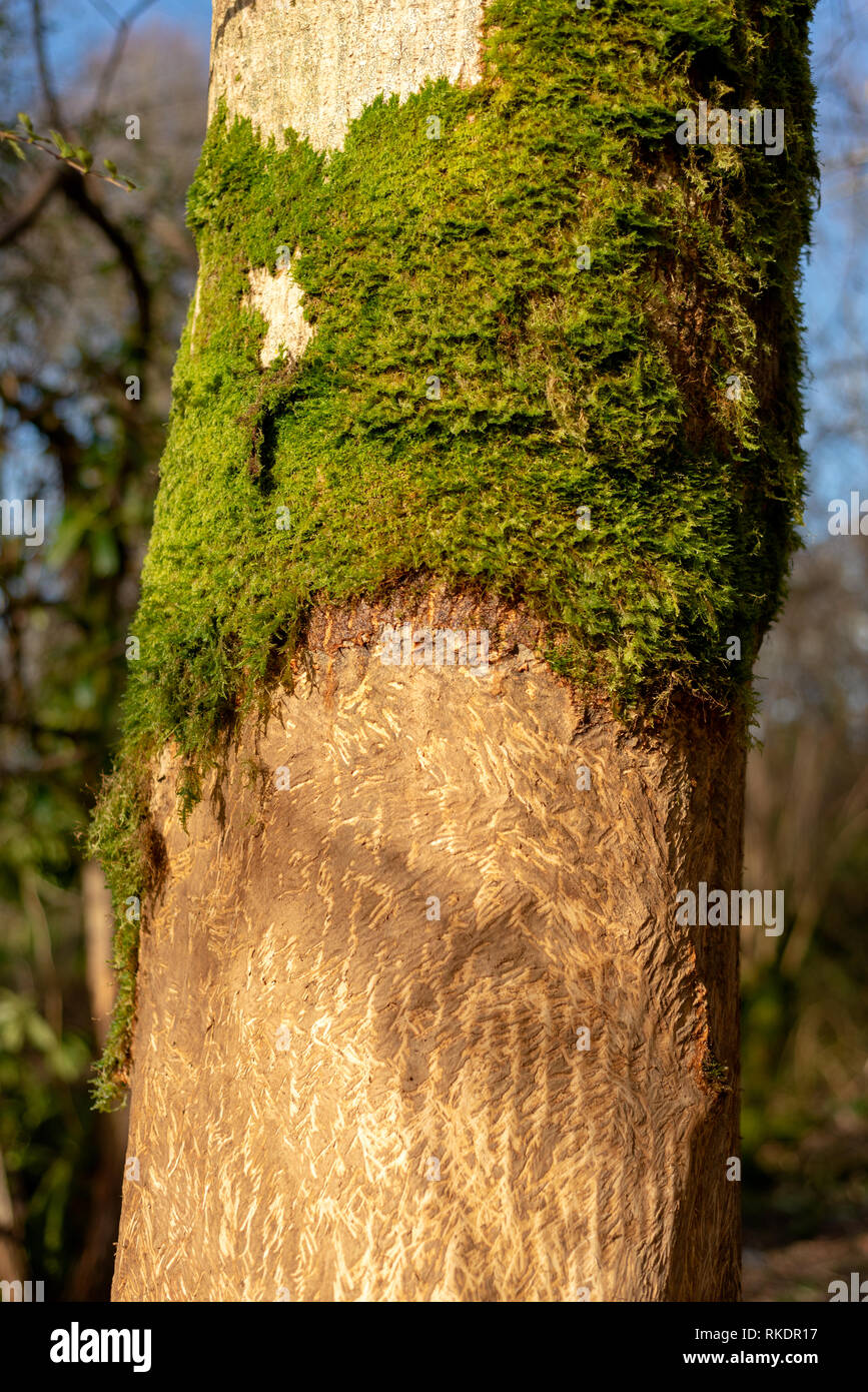 La corteccia dell'albero raschiata danneggiata da cervi. Cervo danneggiato  tronco di albero come invasione cervi problema ambientale Foto stock - Alamy