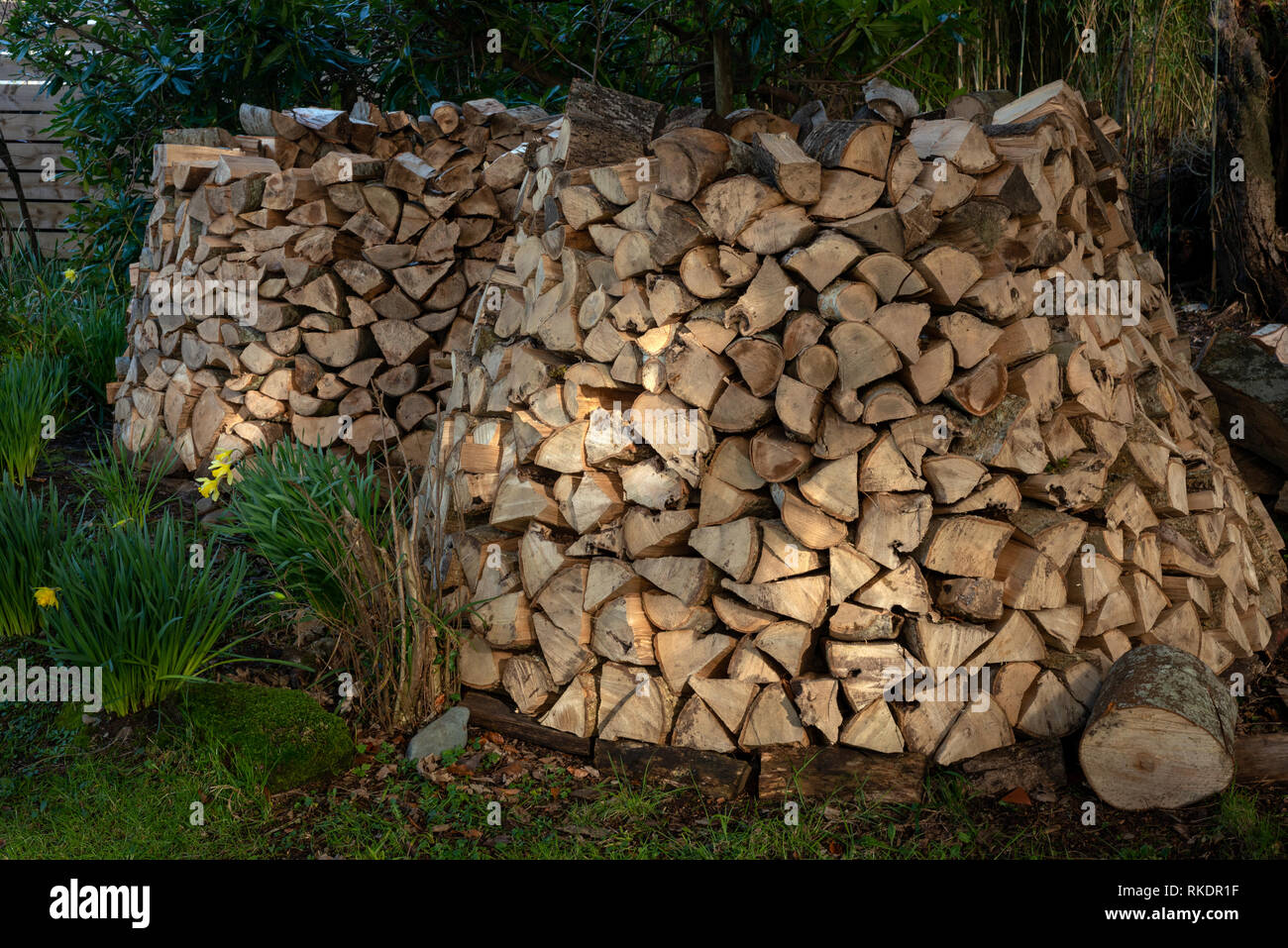 Pila di legna da ardere tronchi di albero tagliato. Pila di legno come materiale di legna da ardere da fienile muro. Energia sufficiente a casa. Foto Stock