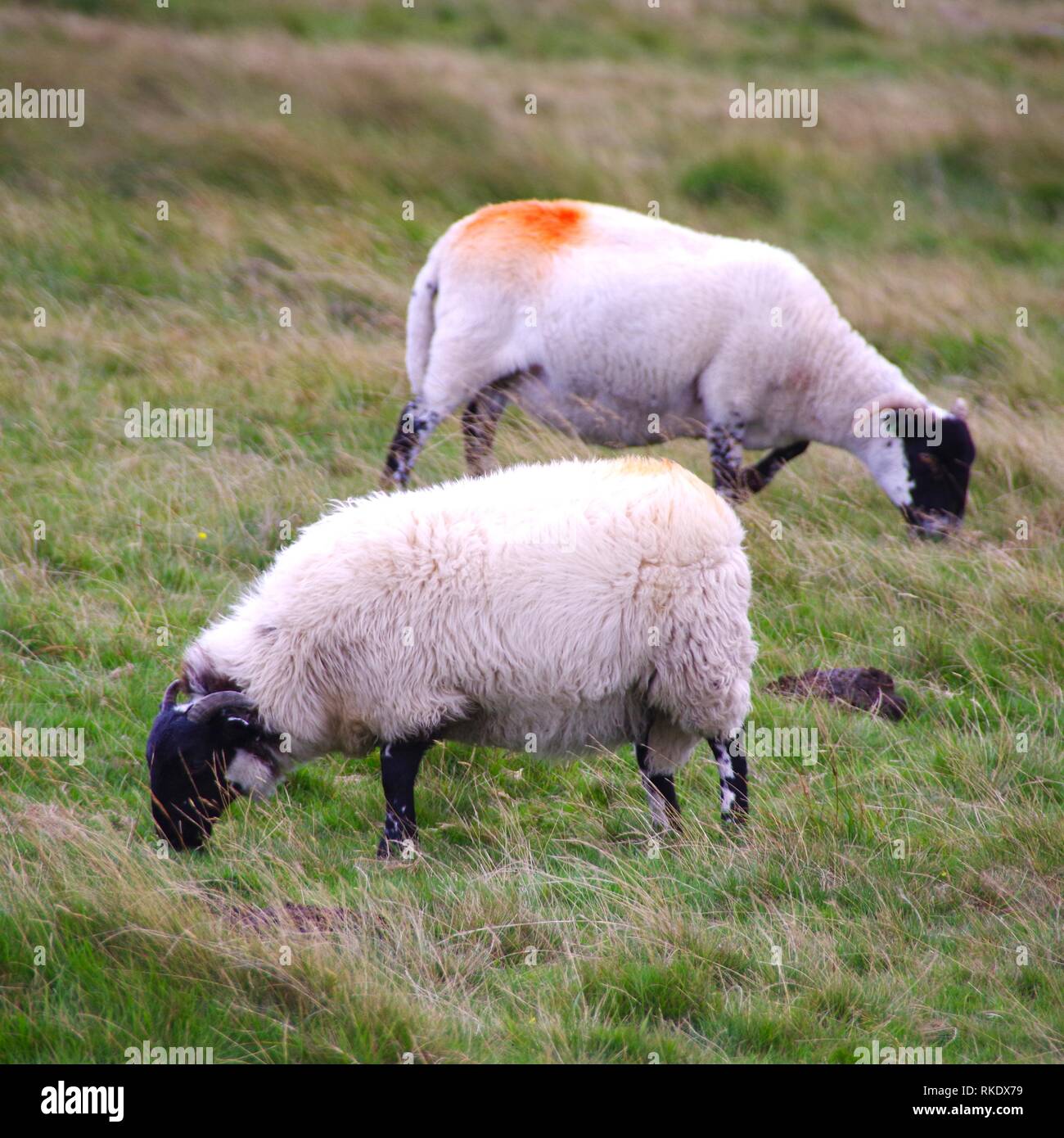 Coppia di pascolo Blackfaced scozzese pecora dalla Wistmans legno, Parco Nazionale di Dartmoor, due ponti. Devon, Regno Unito. Foto Stock