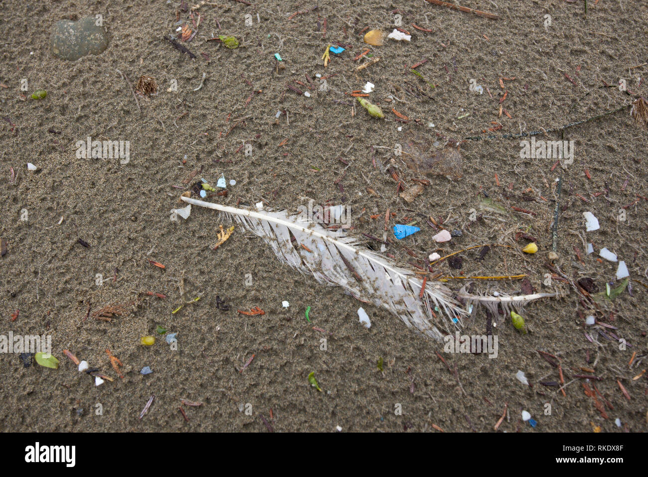 I piccoli frammenti e pezzi di plastica colorata rifiuti trovati lavato fino sulla spiaggia in Pacific Rim National Park, l'isola di Vancouver, Canada Foto Stock