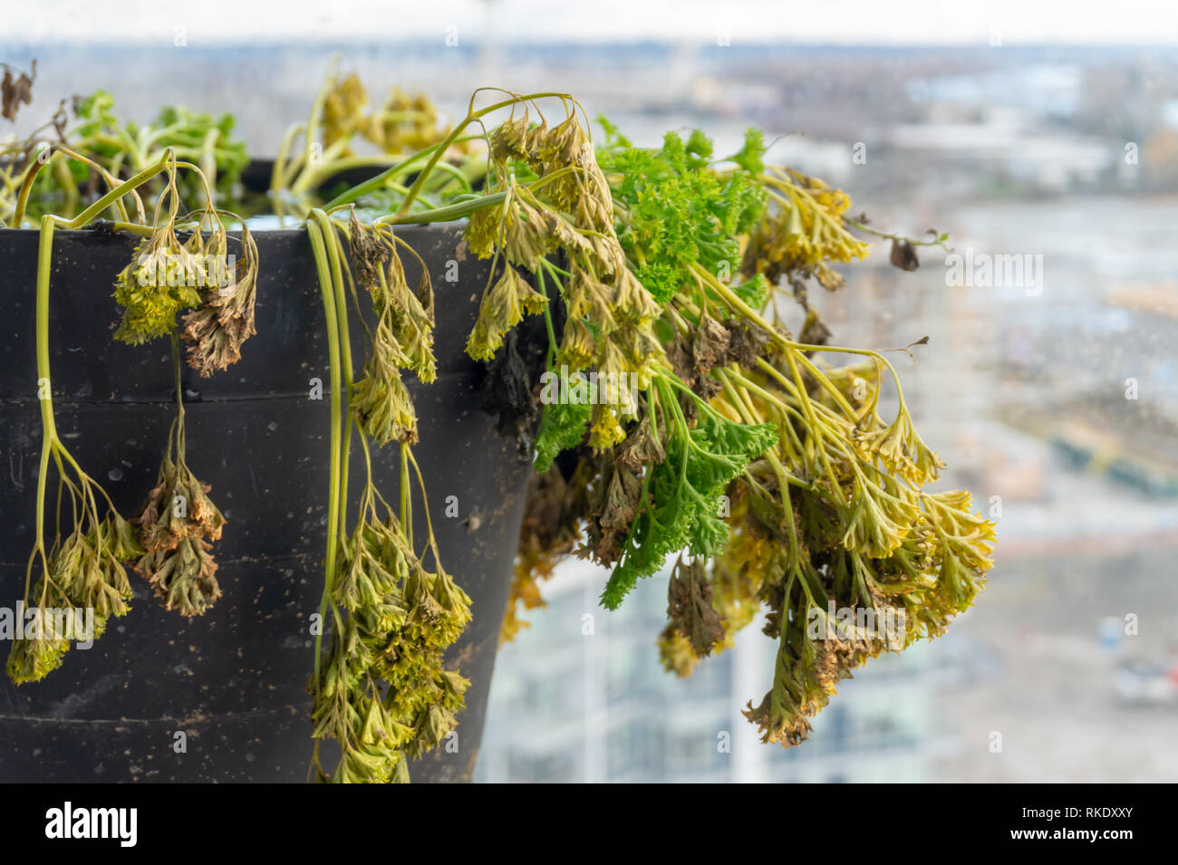 Prezzemolo erba semestrale essiccazione in inverno, morendo di prezzemolo,  con giallo e marrone e foglie Foto stock - Alamy