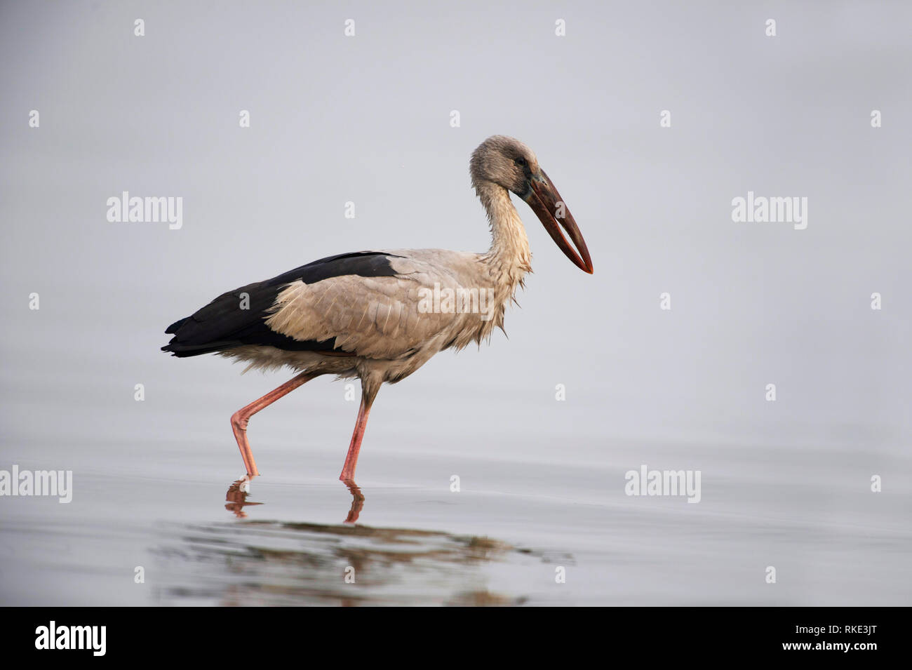 Openbill stork, Anastomus oscitans, Bhigwan, Maharashtra, India Foto Stock