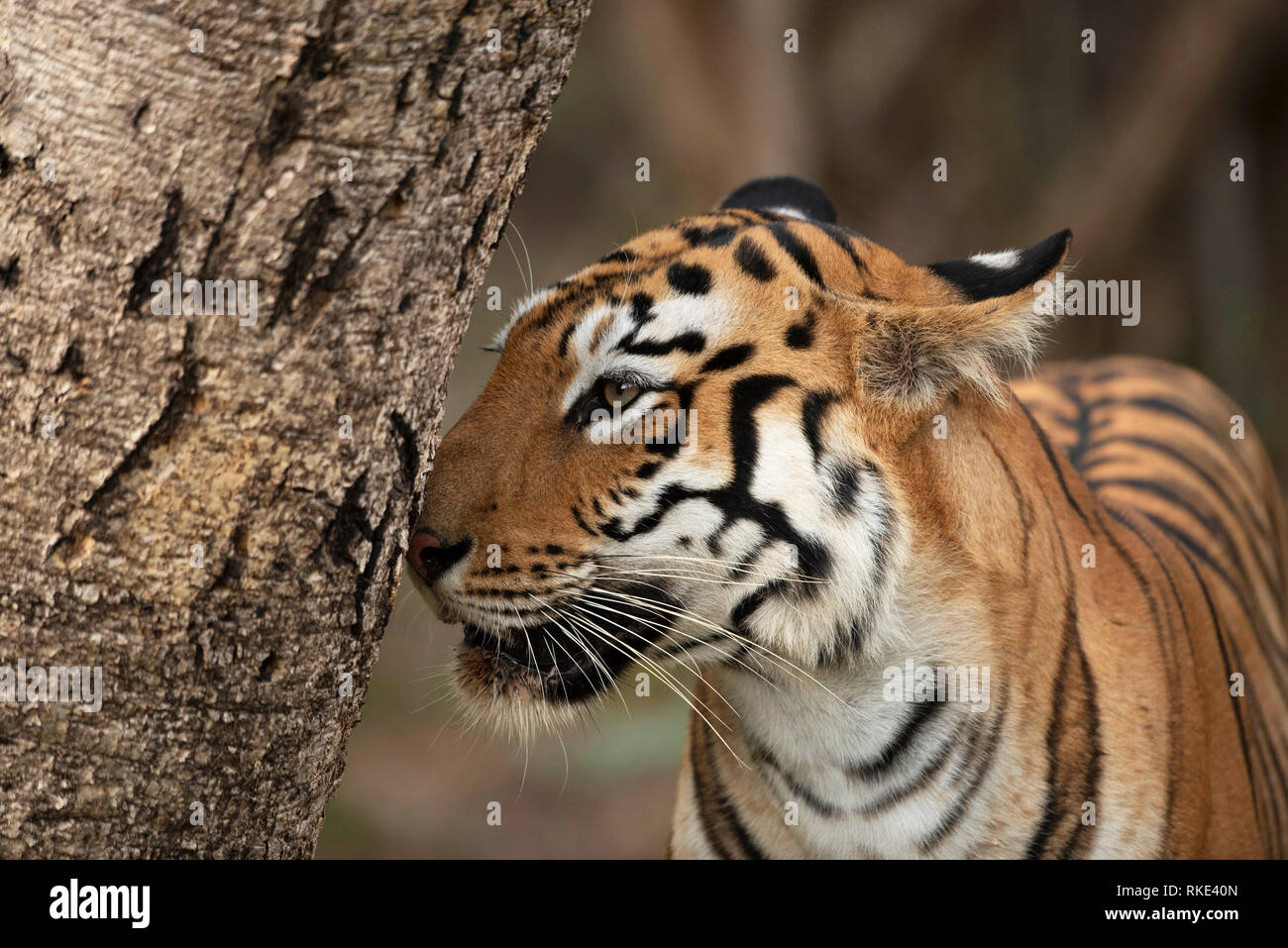 Tiger Panthera tigris, Tadoba Andhari Riserva della Tigre, Maharashtra, India Foto Stock