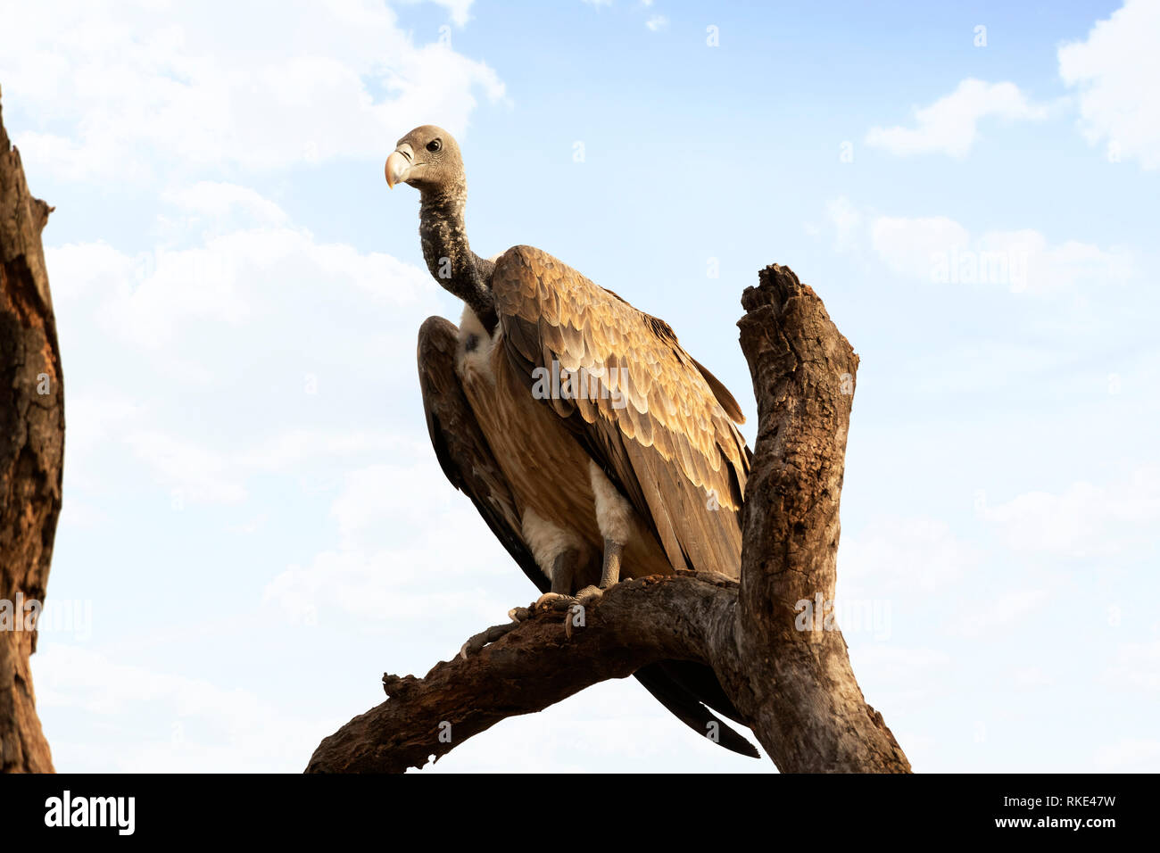 Avvoltoio indiano, Long-fatturati avvoltoio, Gyps indicus, Bandhavgarh National Park, Madhya Pradesh, India Foto Stock