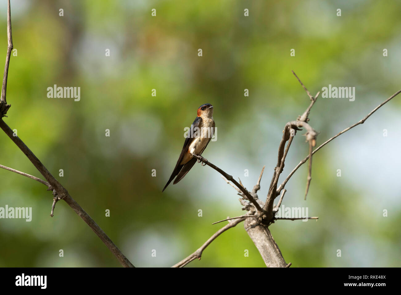 Rosso-rumped Swallow, Cecropis daurica, Bandhavgarh National Park, Madhya Pradesh, India Foto Stock