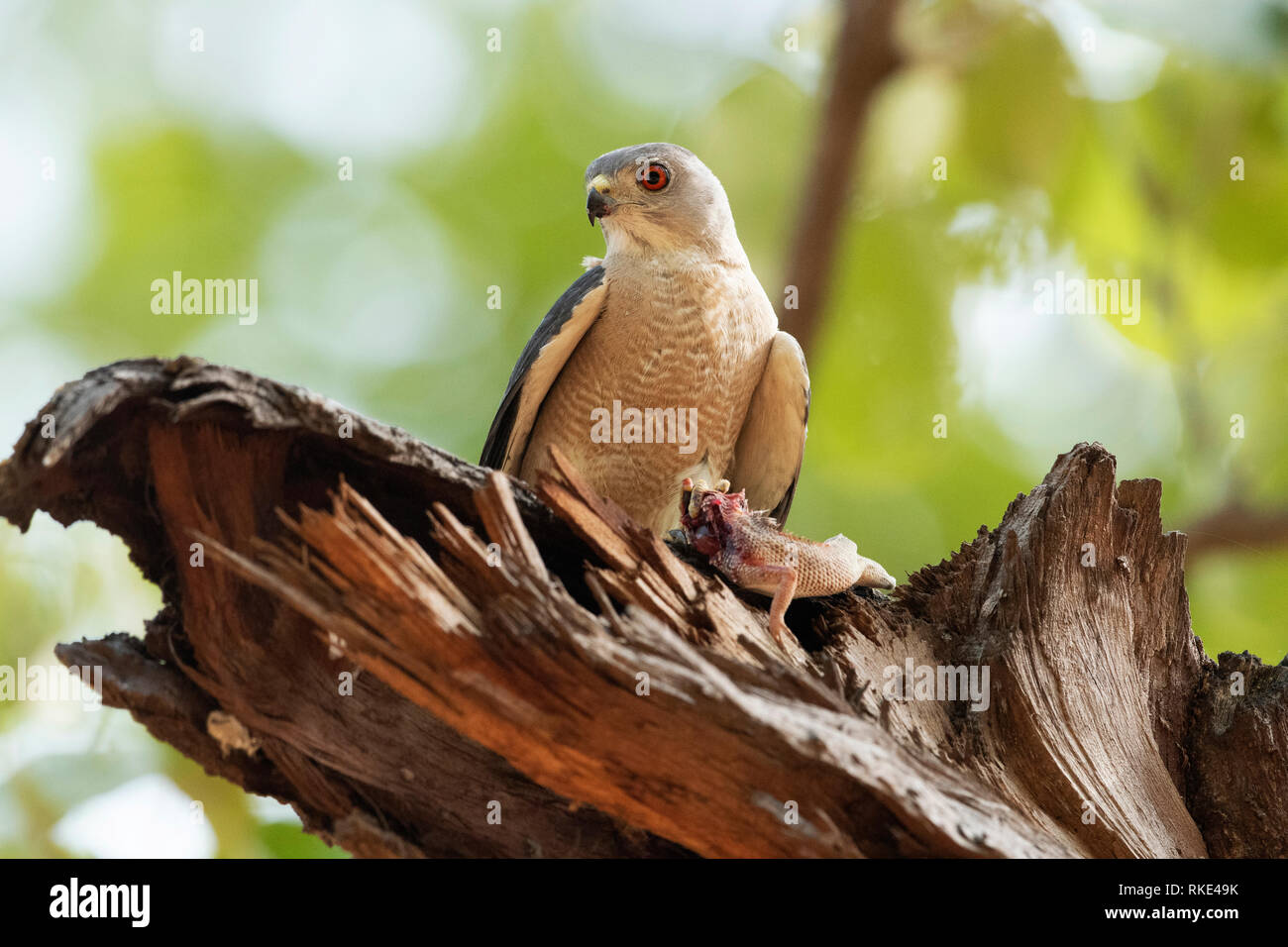 Shikra, Accipiter badius, Kanha Riserva della Tigre, Madhya Pradesh, India Foto Stock