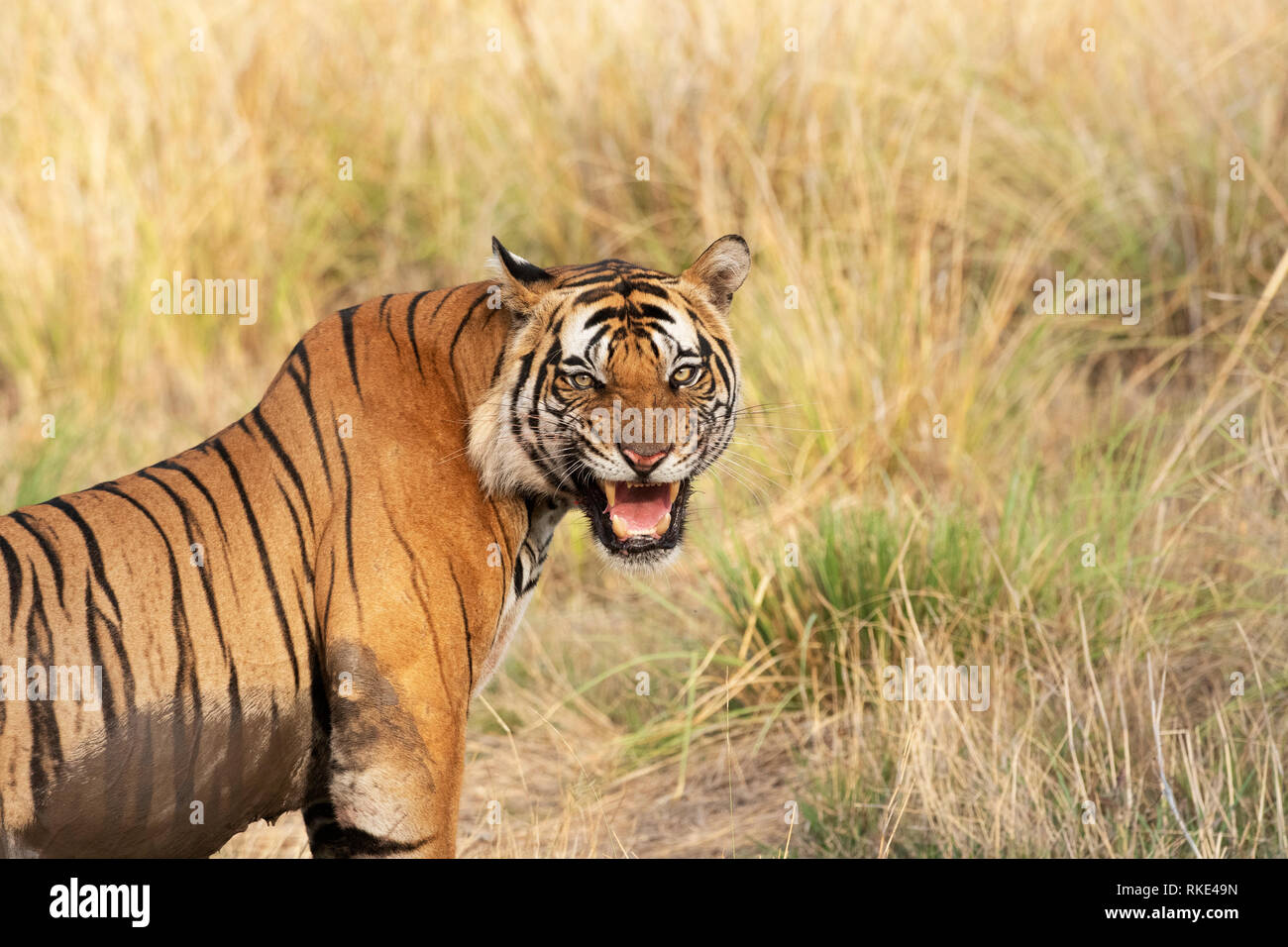 Tiger Panthera tigris, Bandhavgarh National Park, Madhya Pradesh, India Foto Stock