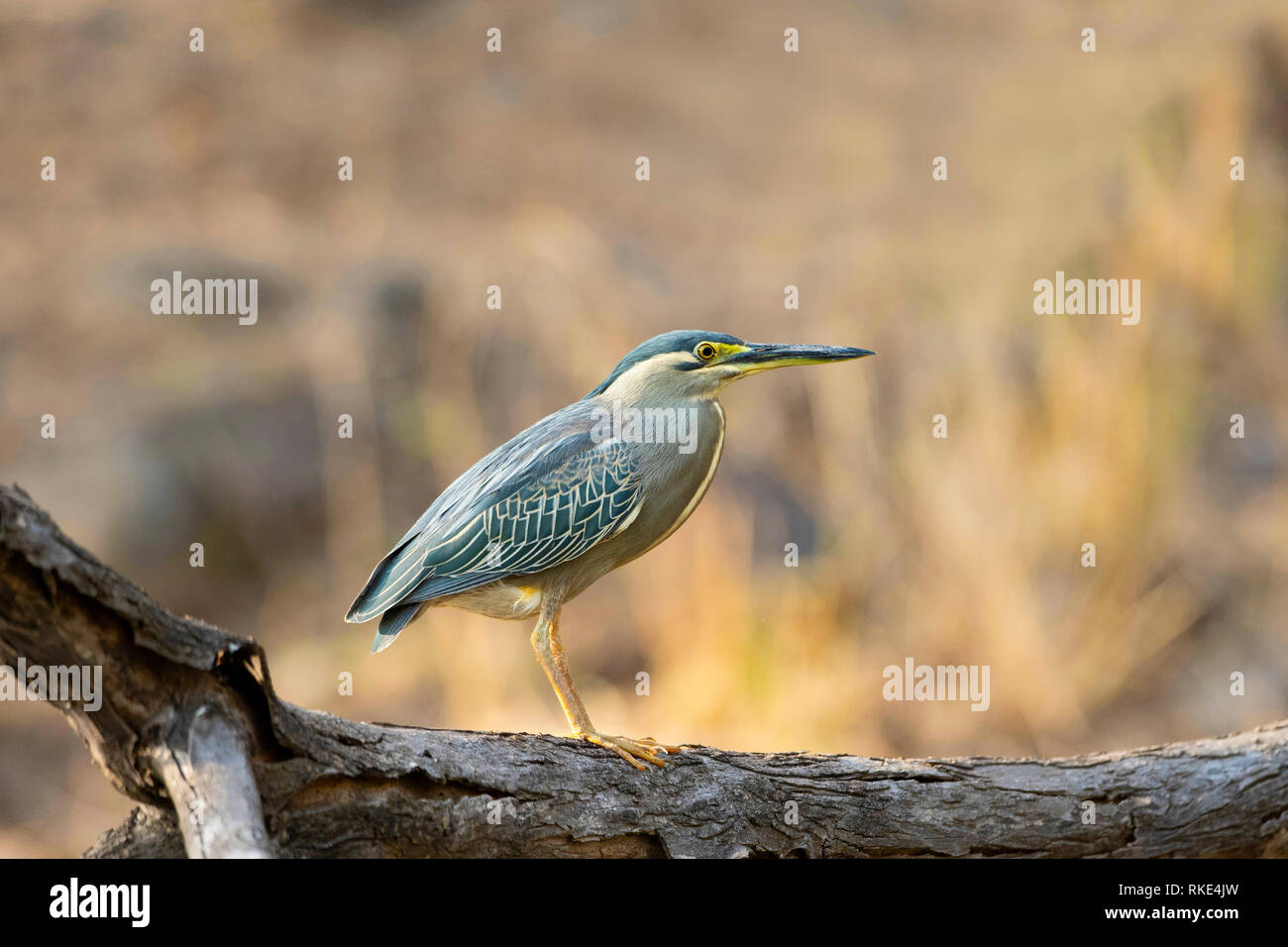 Airone striato, Butorides striata, Ranthambore Riserva della Tigre, Rajasthan, India Foto Stock