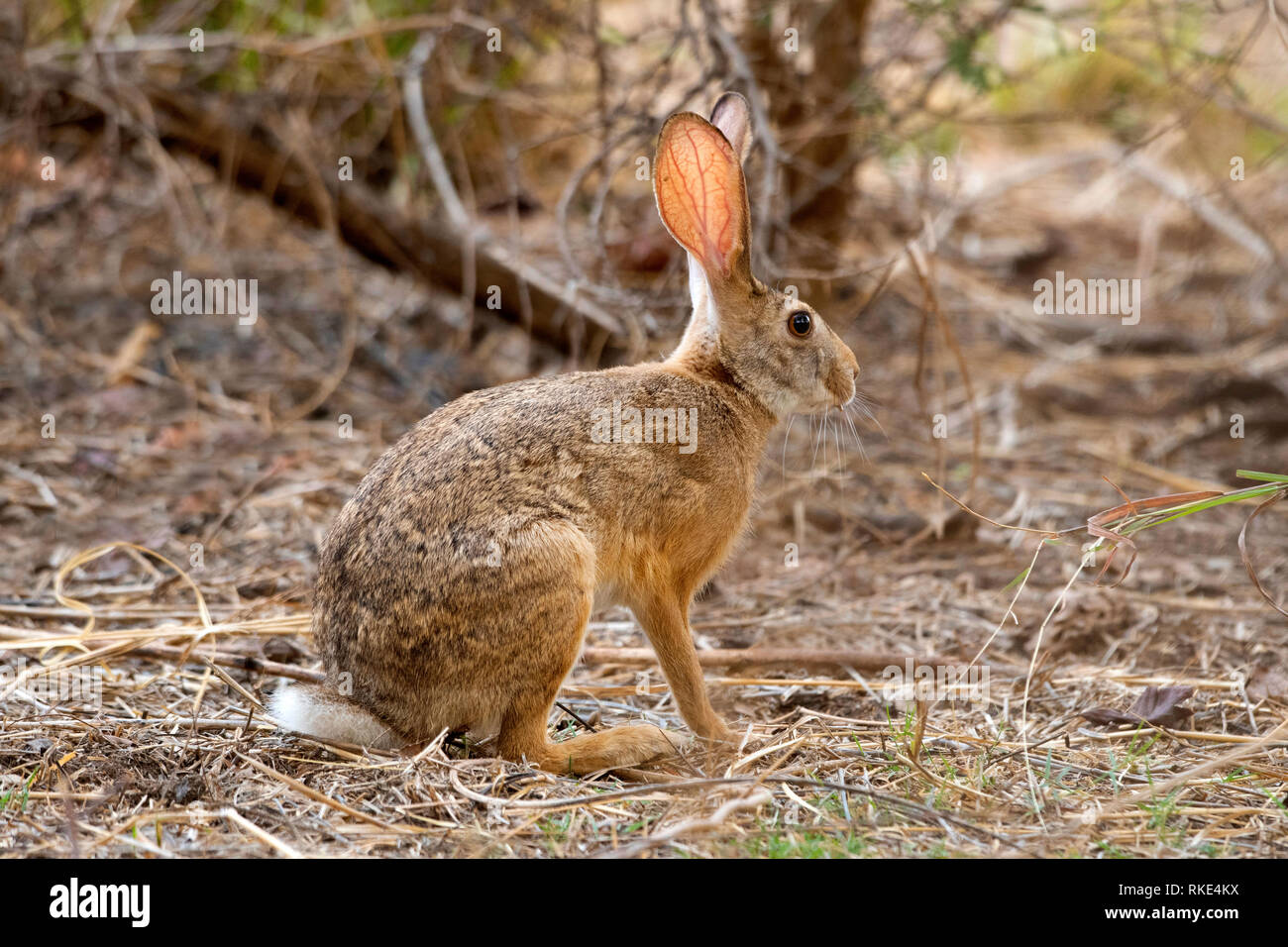 Indiano, lepre Lepus nigricollis noto anche come black-naped lepre, Ranthambore Riserva della Tigre, Rajasthan, India Foto Stock
