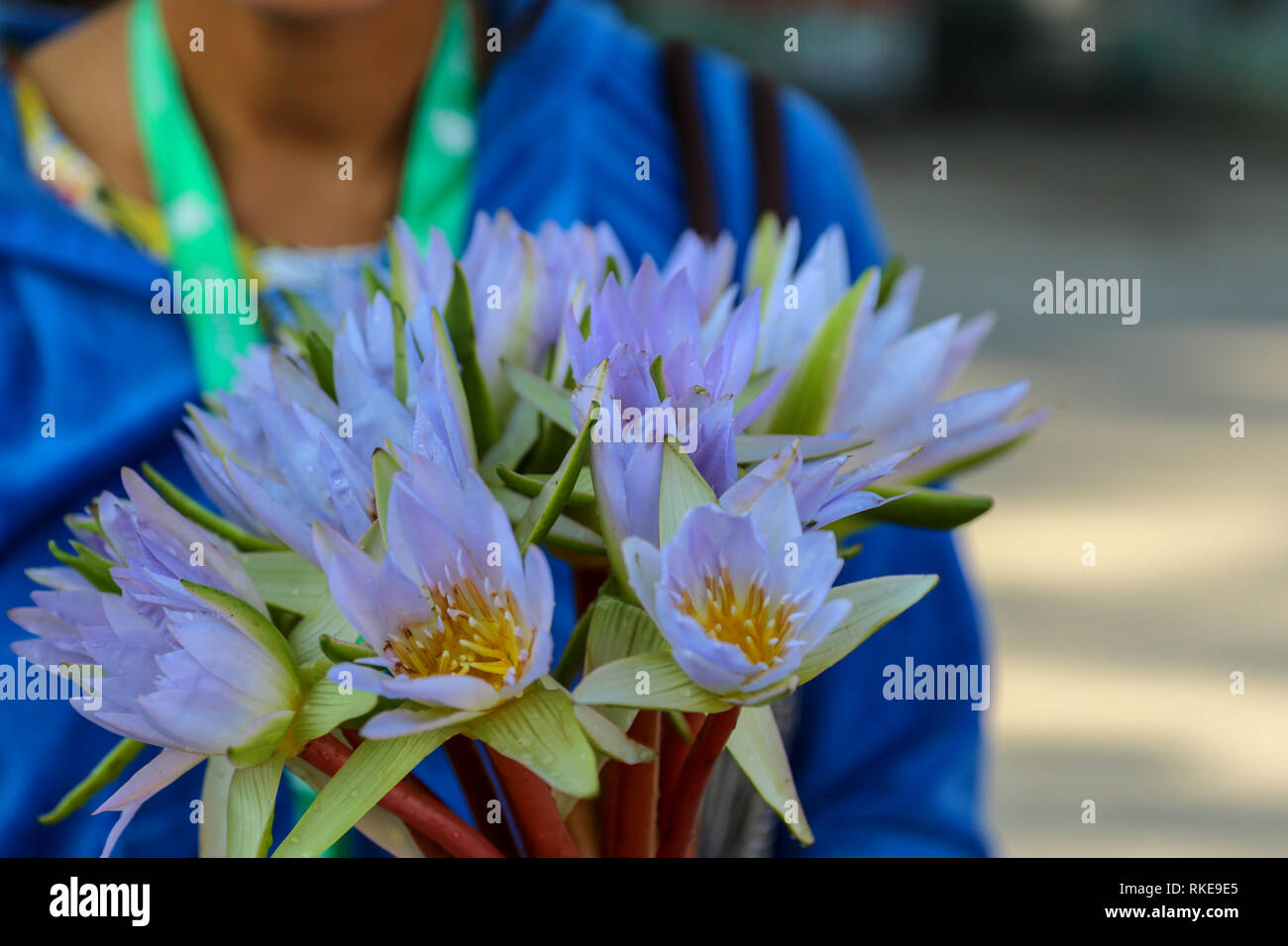 Raccolti i fiori di loto di buddha. Foto Stock