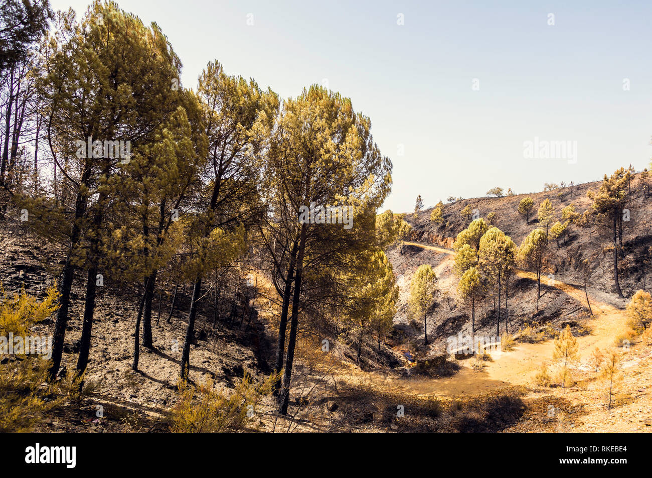 Bruciato carbonizzato alberi di pino dopo l'incendio di Nerva, Andalusia con cielo blu in background Foto Stock