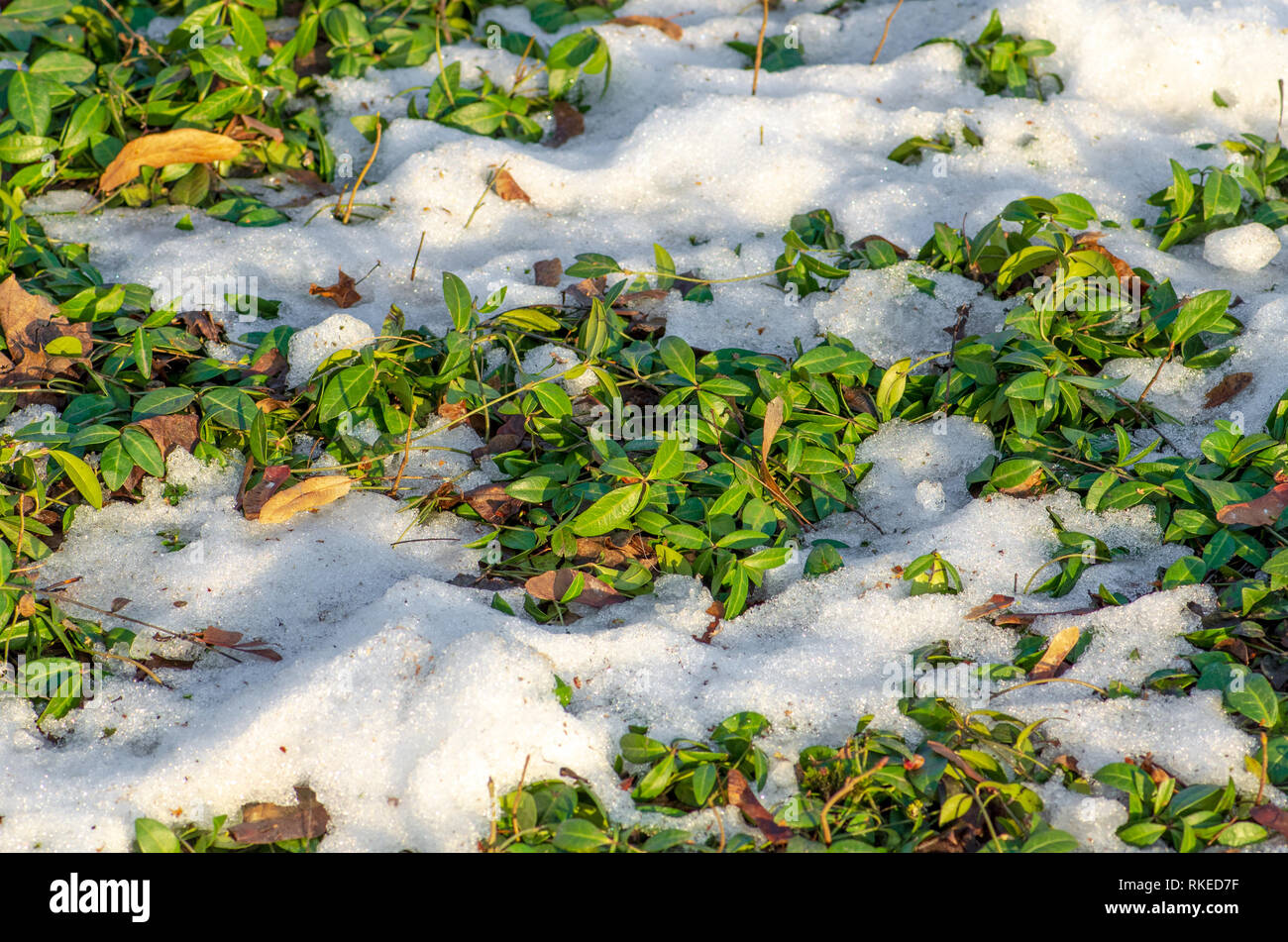 Il disgelo, neve e ghiaccio fuso, sun, luce e ritorno a molla, erba esce, close up Foto Stock