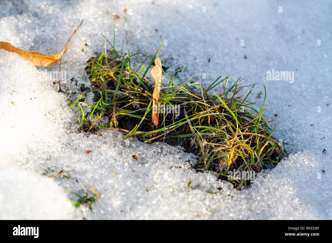 Il disgelo, neve e ghiaccio fuso, sun, luce e ritorno a molla, erba esce, close up Foto Stock