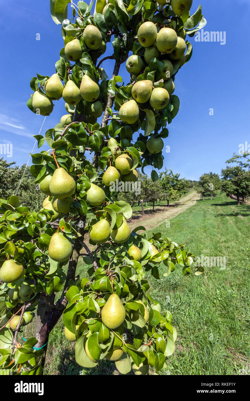 Frutta matura su pere albero, pera frutteto Foto Stock