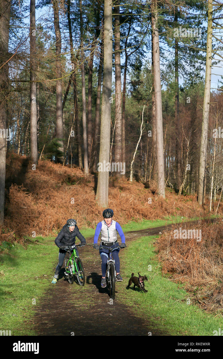 Delamere Forest, Cheshire, Regno Unito. Xi Febbraio, 2019. Lunedì 11 Febbraio 2019 - Su un bel lunedì mattina quando la maggior parte delle persone sono l'impostazione off per lavorare il primo giorno della settimana di lavoro alcuni stati fortunati abbastanza per godersi il sole " la fede che i loro animali domestici a Delamere Forest, Cheshire, Inghilterra, UK Credit: John Hopkins/Alamy Live News Foto Stock