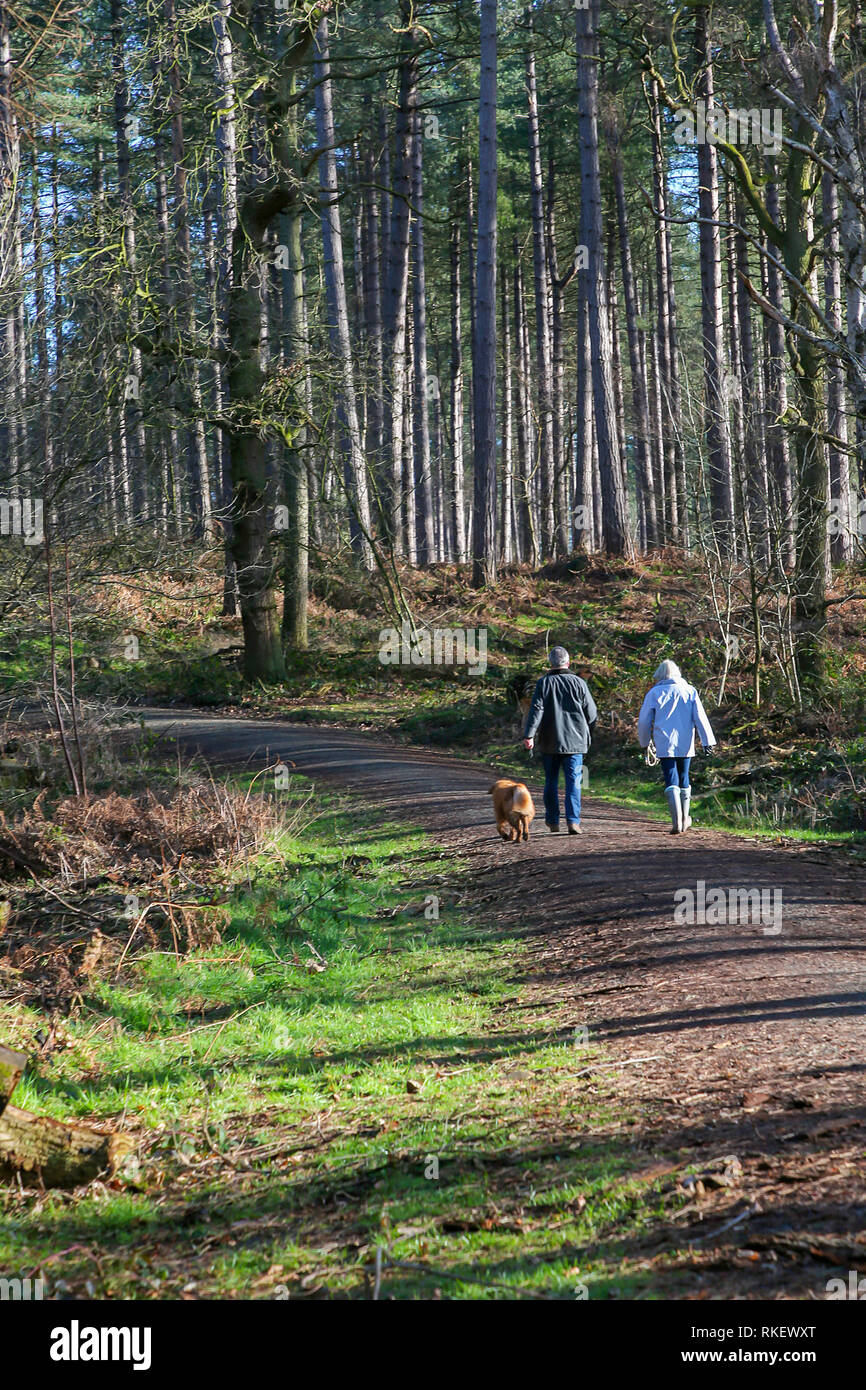 Delamere Forest, Cheshire, Regno Unito. Xi Febbraio, 2019. Lunedì 11 Febbraio 2019 - Su un bel lunedì mattina quando la maggior parte delle persone sono l'impostazione off per lavorare il primo giorno della settimana di lavoro alcuni stati fortunati abbastanza per godersi il sole " la fede che i loro animali domestici a Delamere Forest, Cheshire, Inghilterra, UK Credit: John Hopkins/Alamy Live News Foto Stock