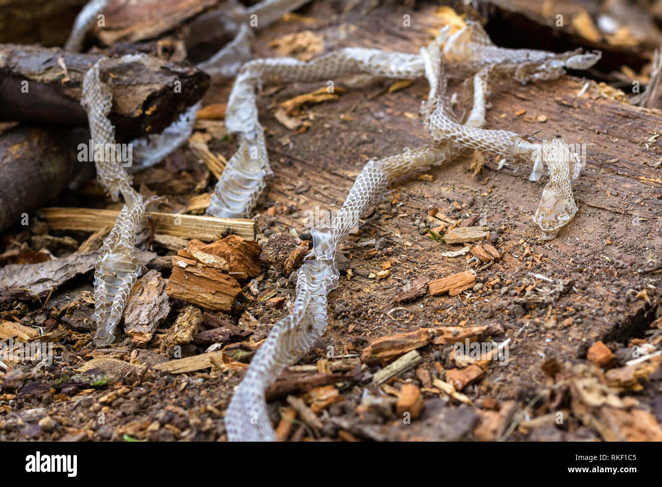 Snake slough su sfondo di legno, pelle di serpente Foto Stock