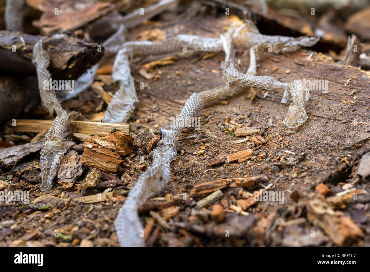 Snake slough su sfondo di legno, pelle di serpente Foto Stock