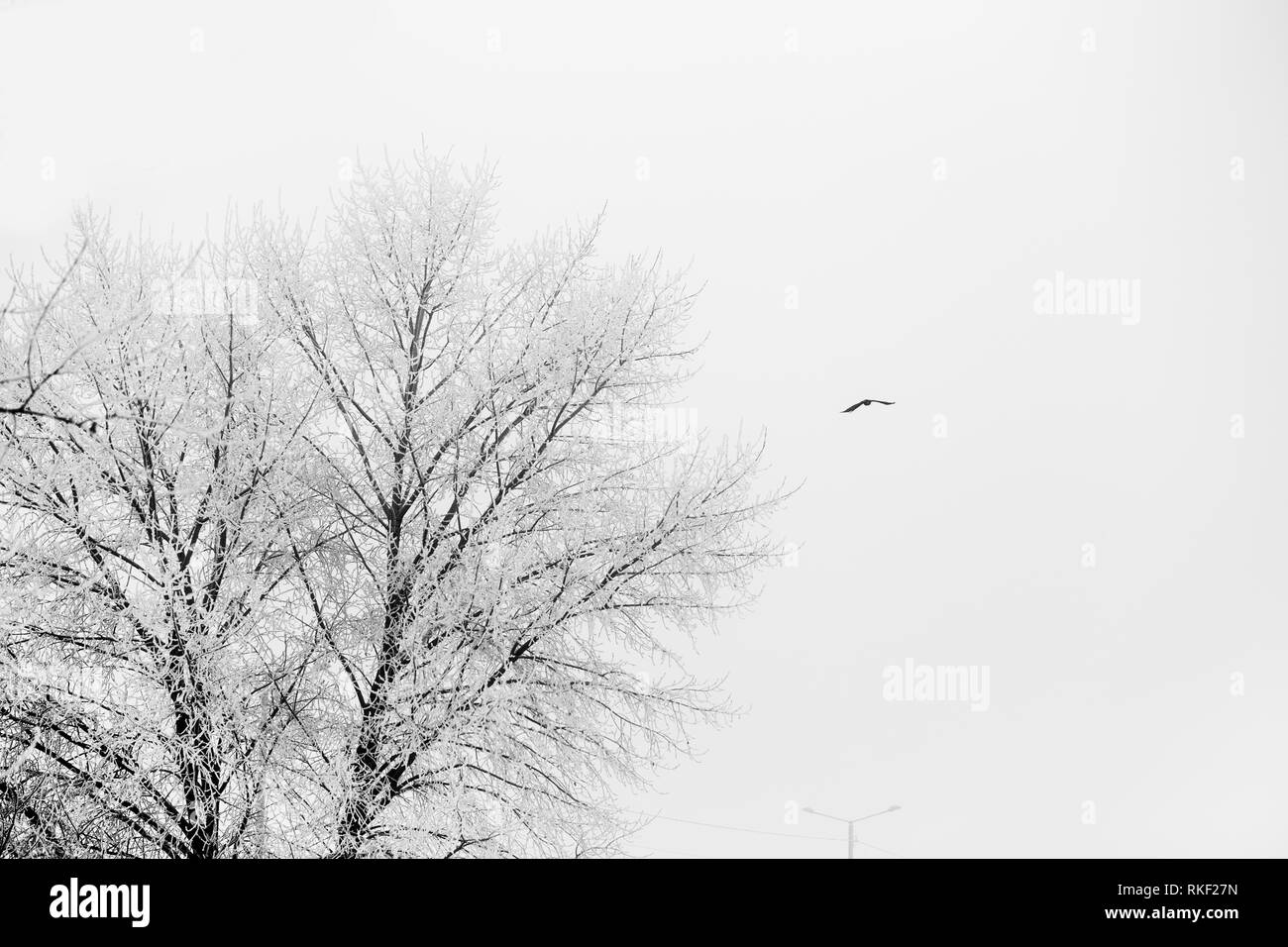 Un albero coperto di neve. La fotografia in bianco e nero Foto Stock