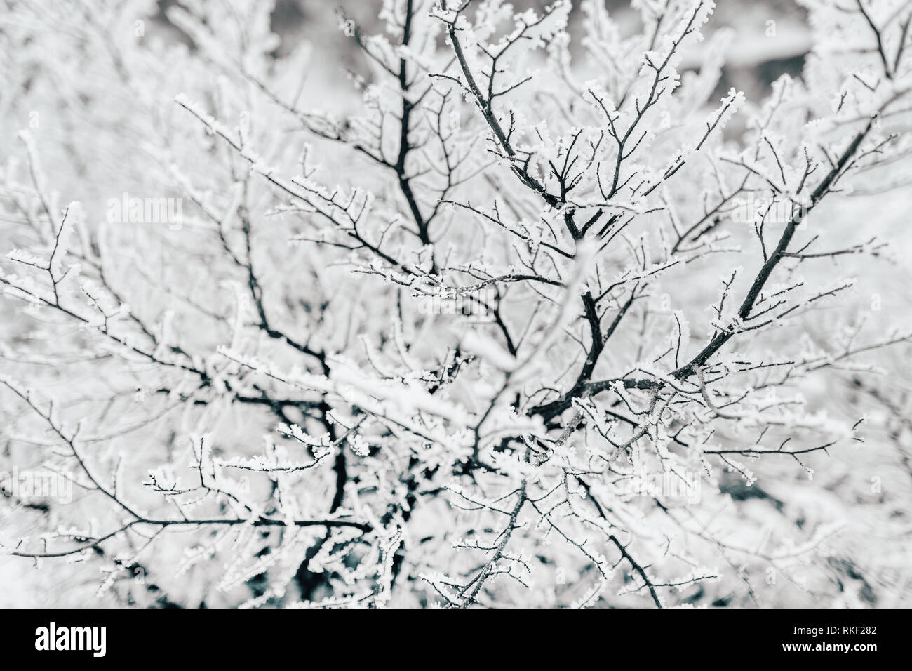 Un albero coperto di neve. La fotografia in bianco e nero Foto Stock