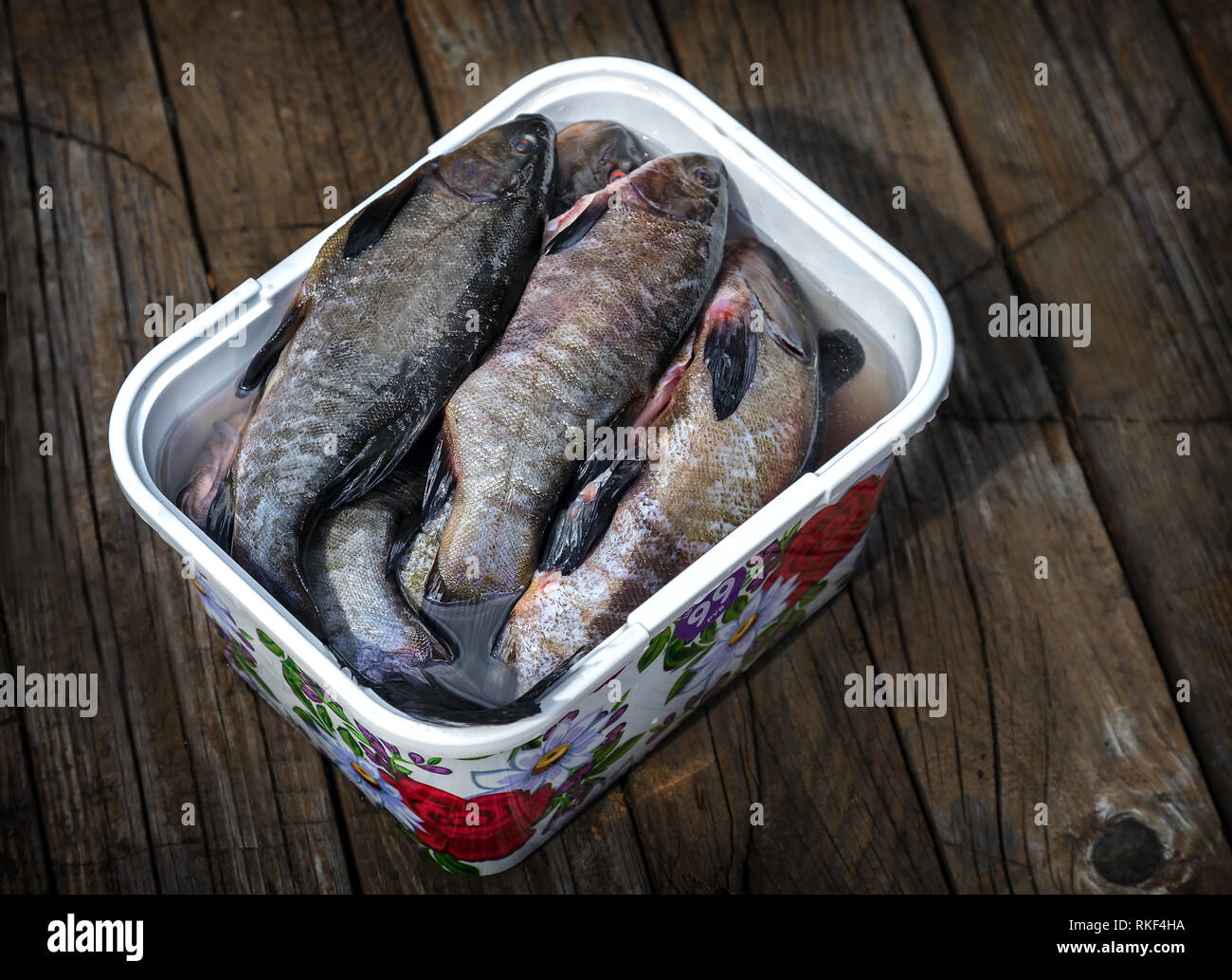Purificato pesci di acqua dolce nel contenitore. Foto Stock