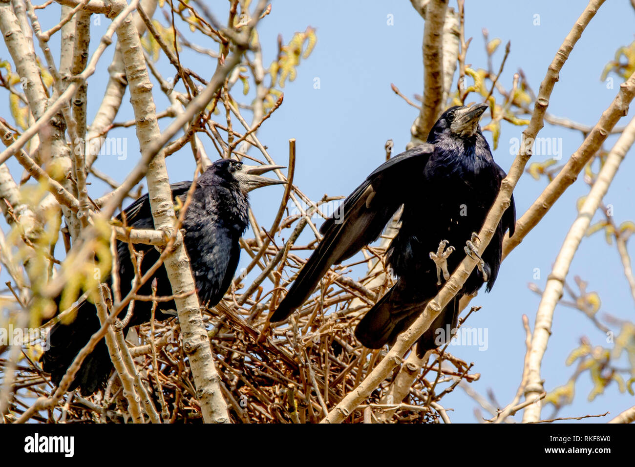 I Corvi matura si siede nel suo nido su un albero contro un cielo blu Foto Stock