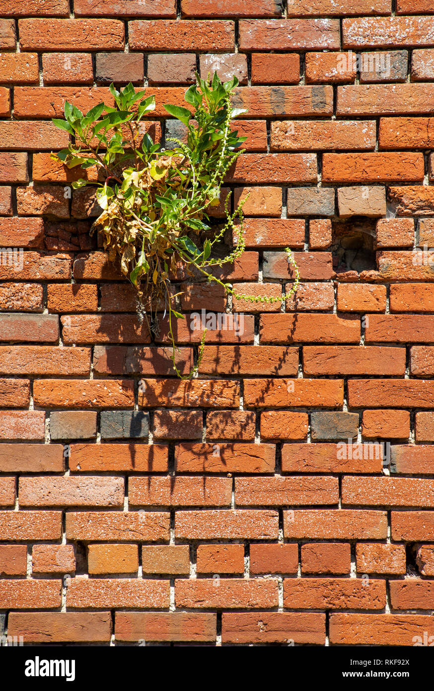Una pianta che cresce su ben conservato all'interno della muratura Fort Houmet Herbe su Alderney Foto Stock