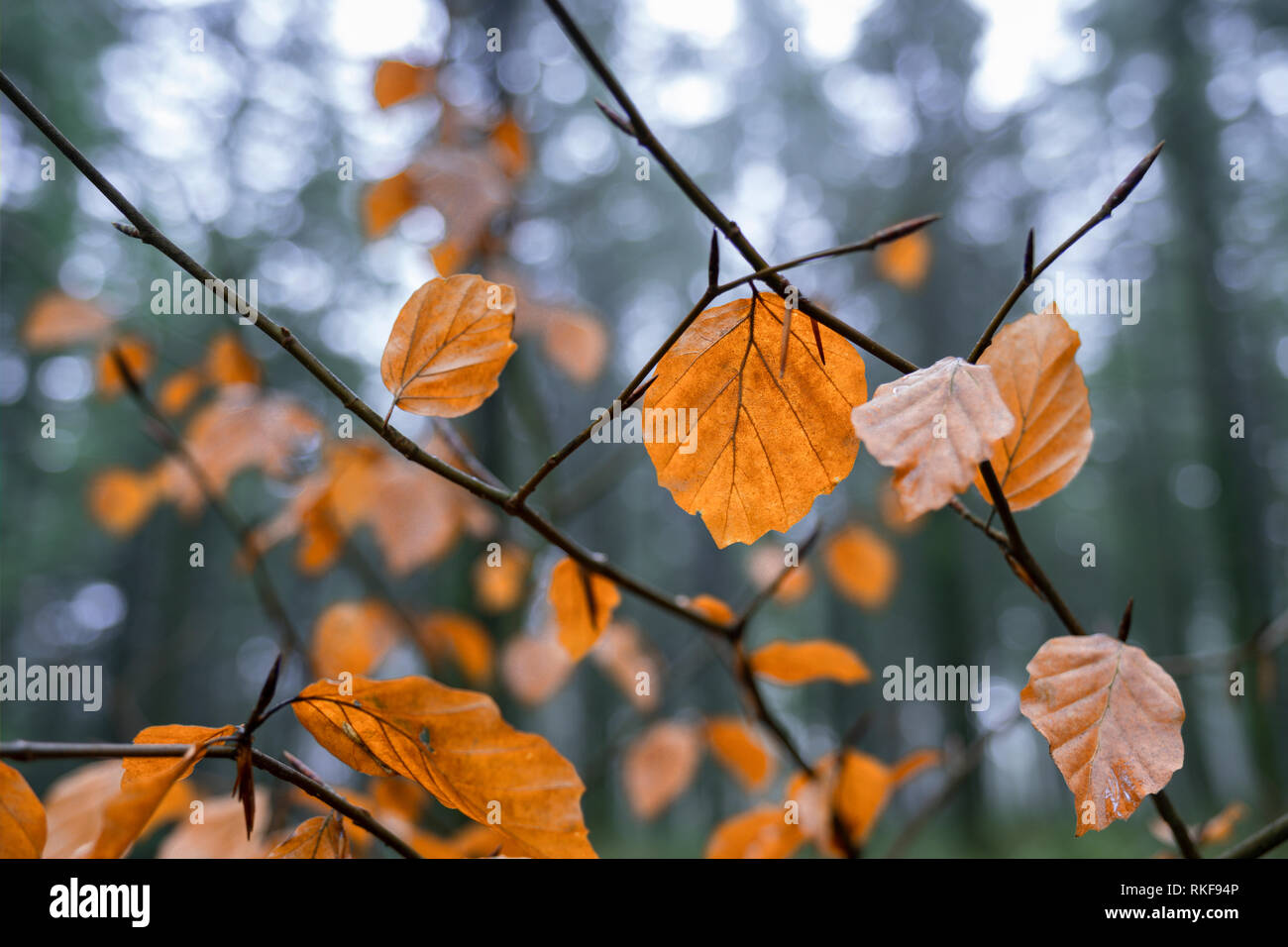 In autunno il faggio lascia ancora sui rami. Foto Stock