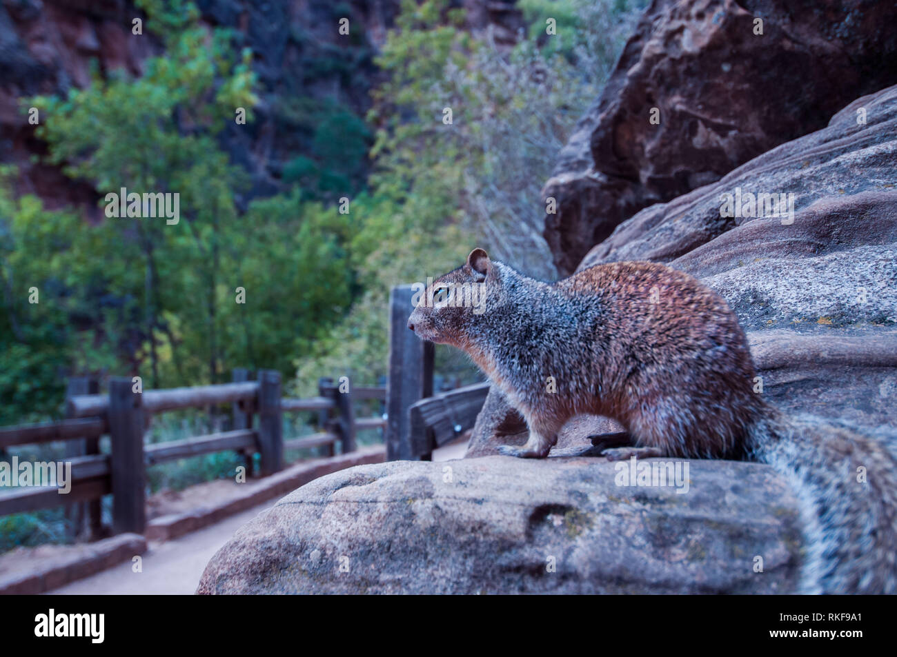 Lo scoiattolo in posa Foto Stock