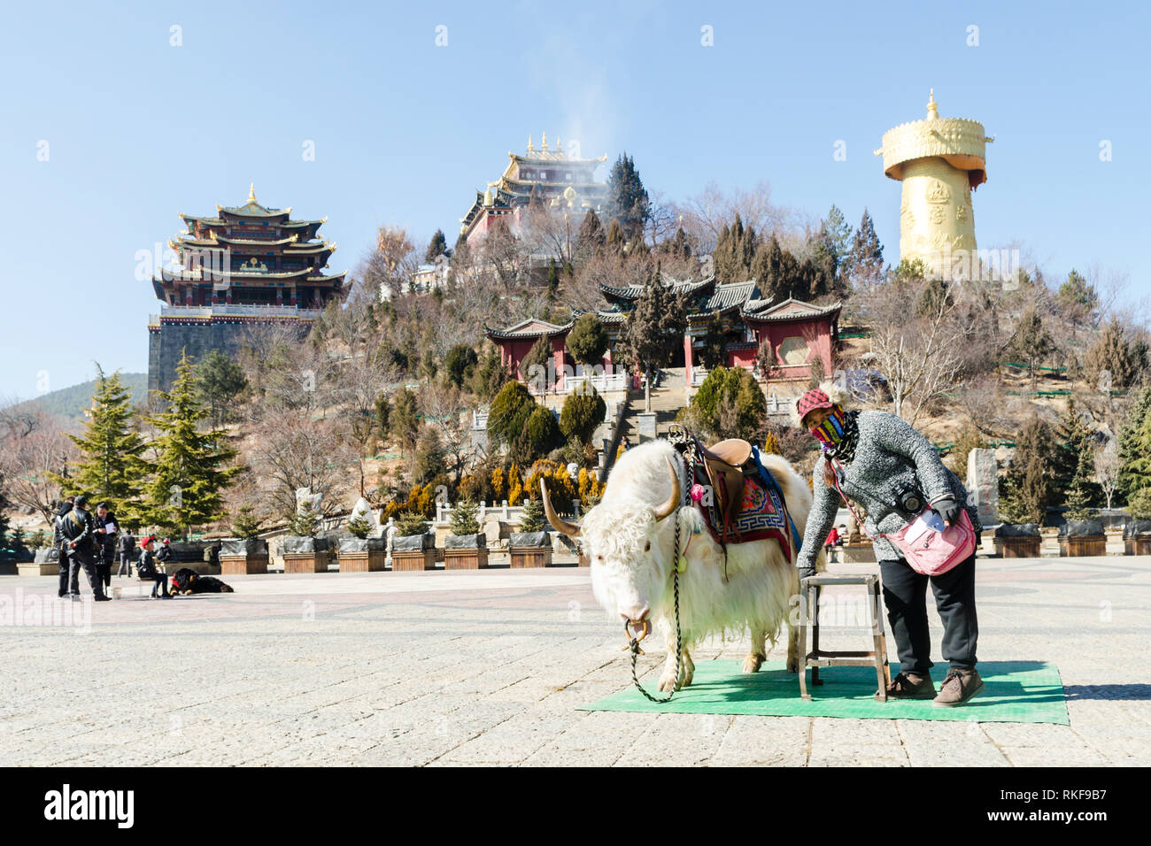 White yak presso la piazza di fronte Guishan park, Shangri La, Yunnan, Cina Foto Stock
