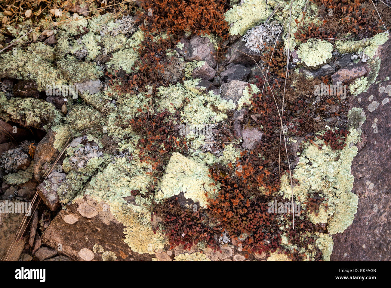 Rocce costiere licheni su Alderney Foto Stock