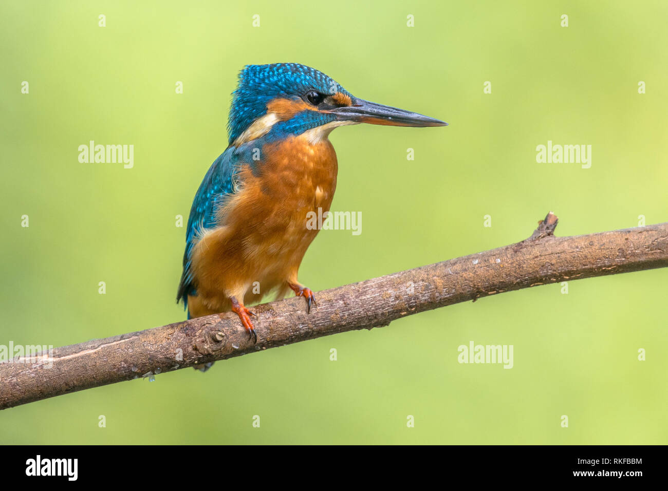 Politica europea comune in materia di Kingfisher (Alcedo atthis) appollaiato su un ramo sopra il fiume e la caccia per il pesce su sfondo colorato. Questo sparrow uccelli grandezza è Foto Stock