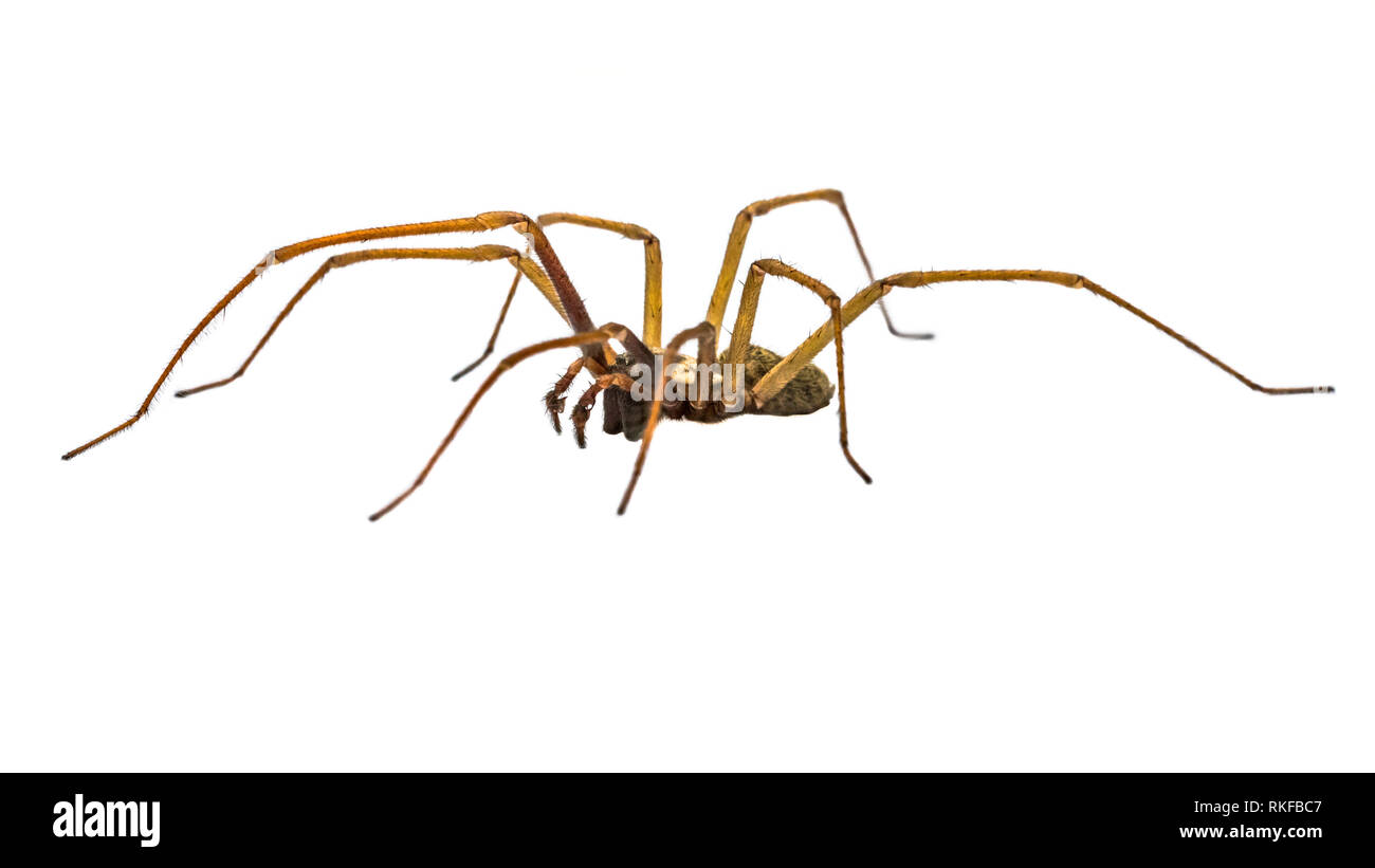 Casa gigante spider (Eratigena atrica) vista laterale del ragno con lunghe gambe pelose isolati su sfondo bianco Foto Stock